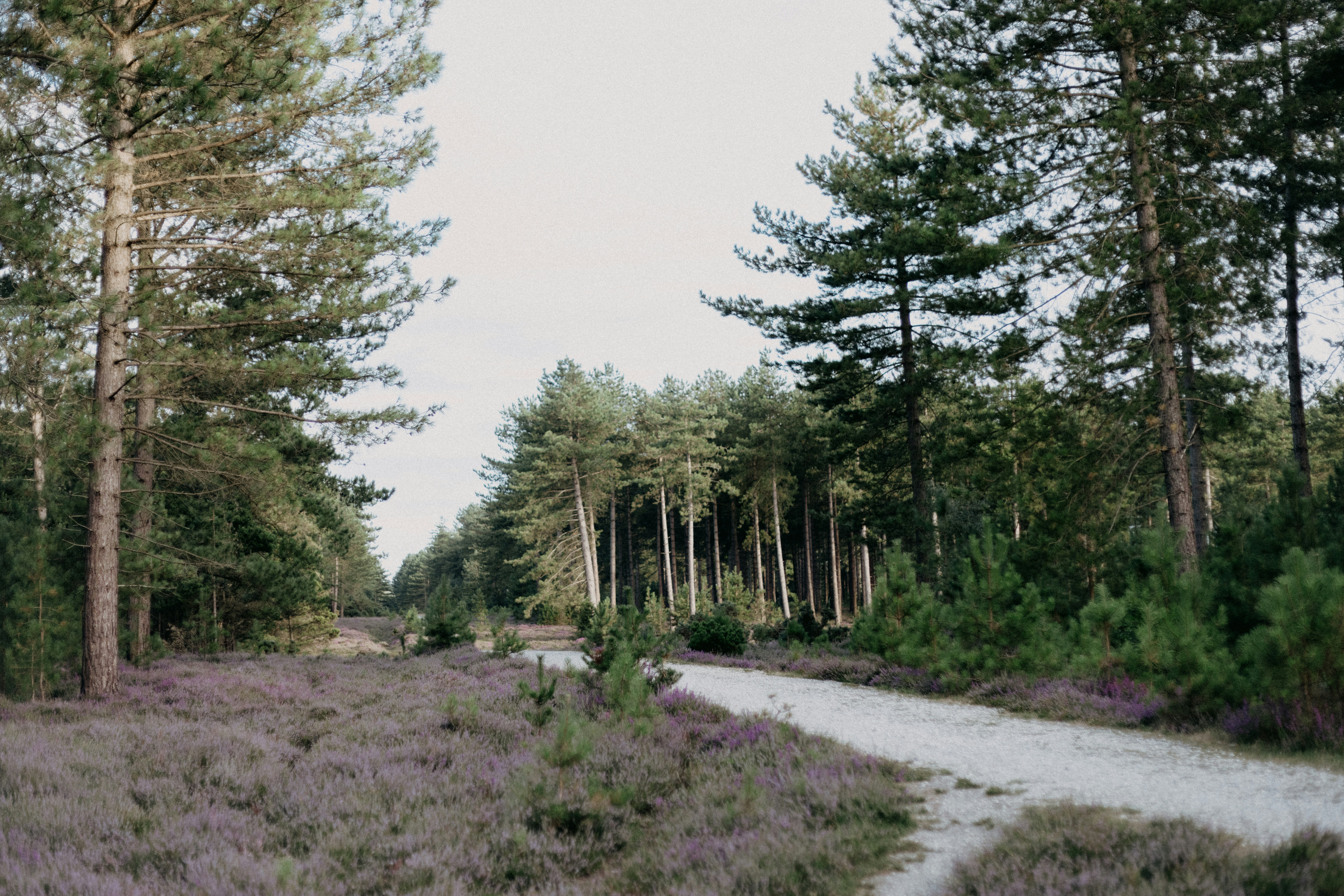 Photo by anniespratt