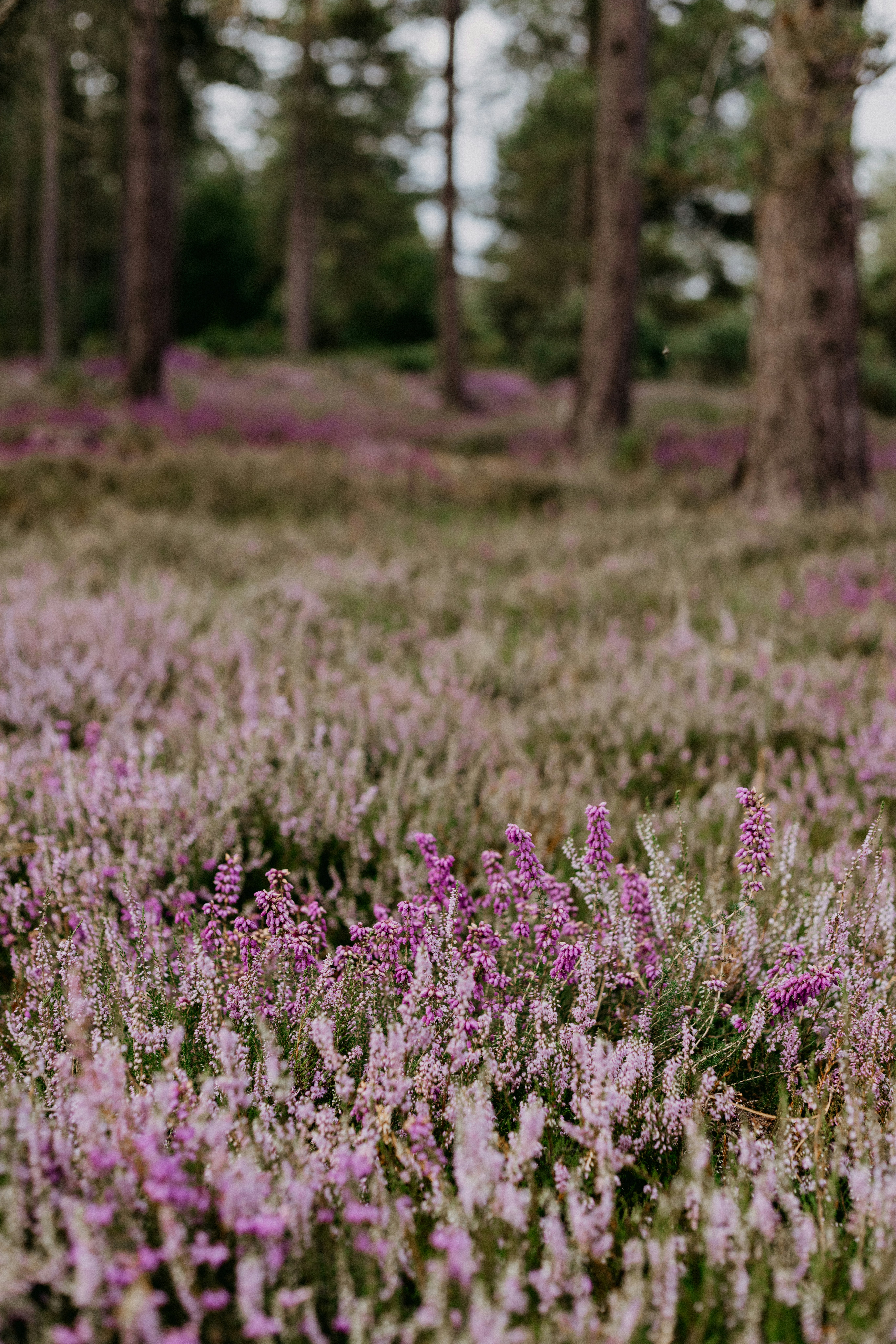 Photo by anniespratt