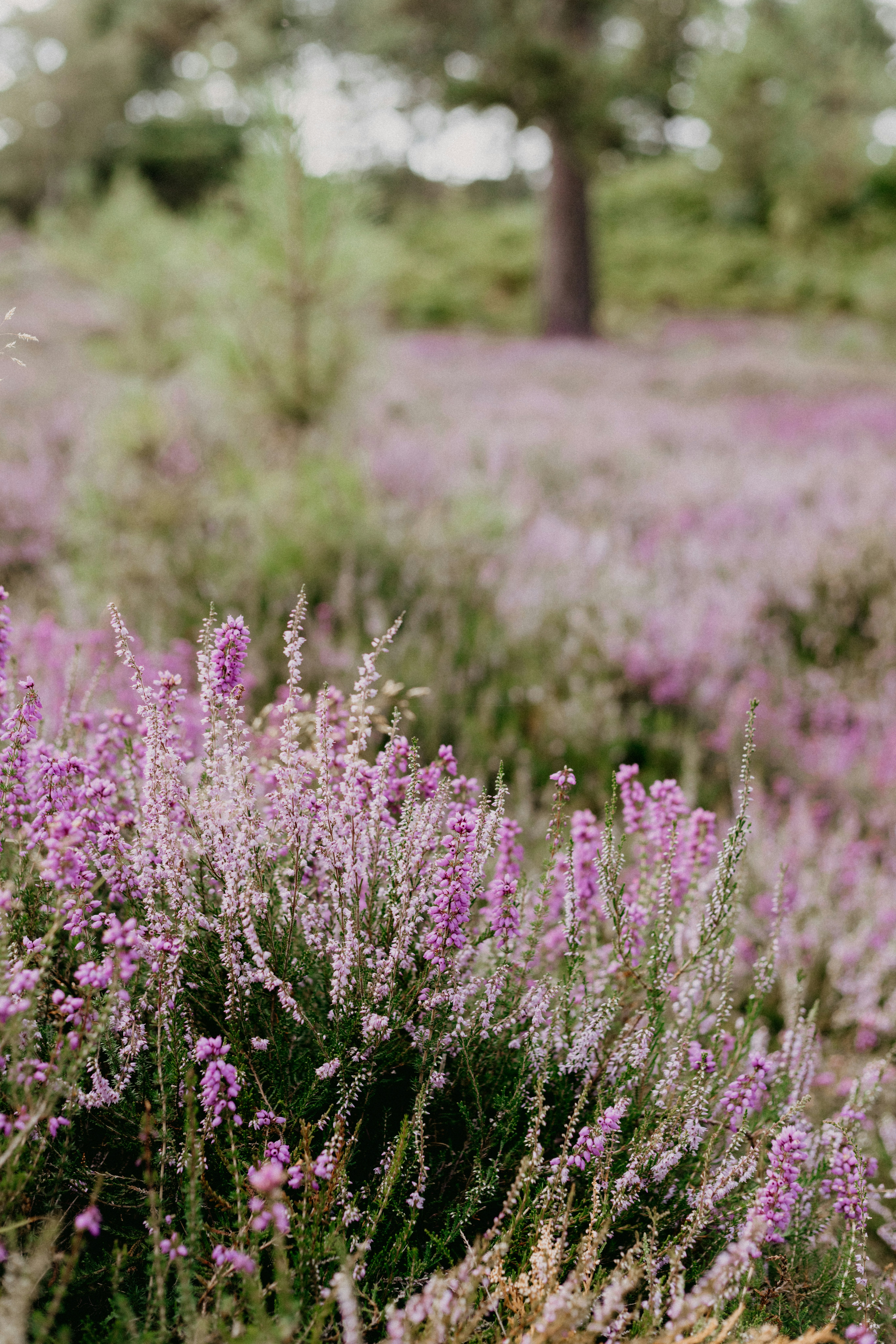 Photo by anniespratt