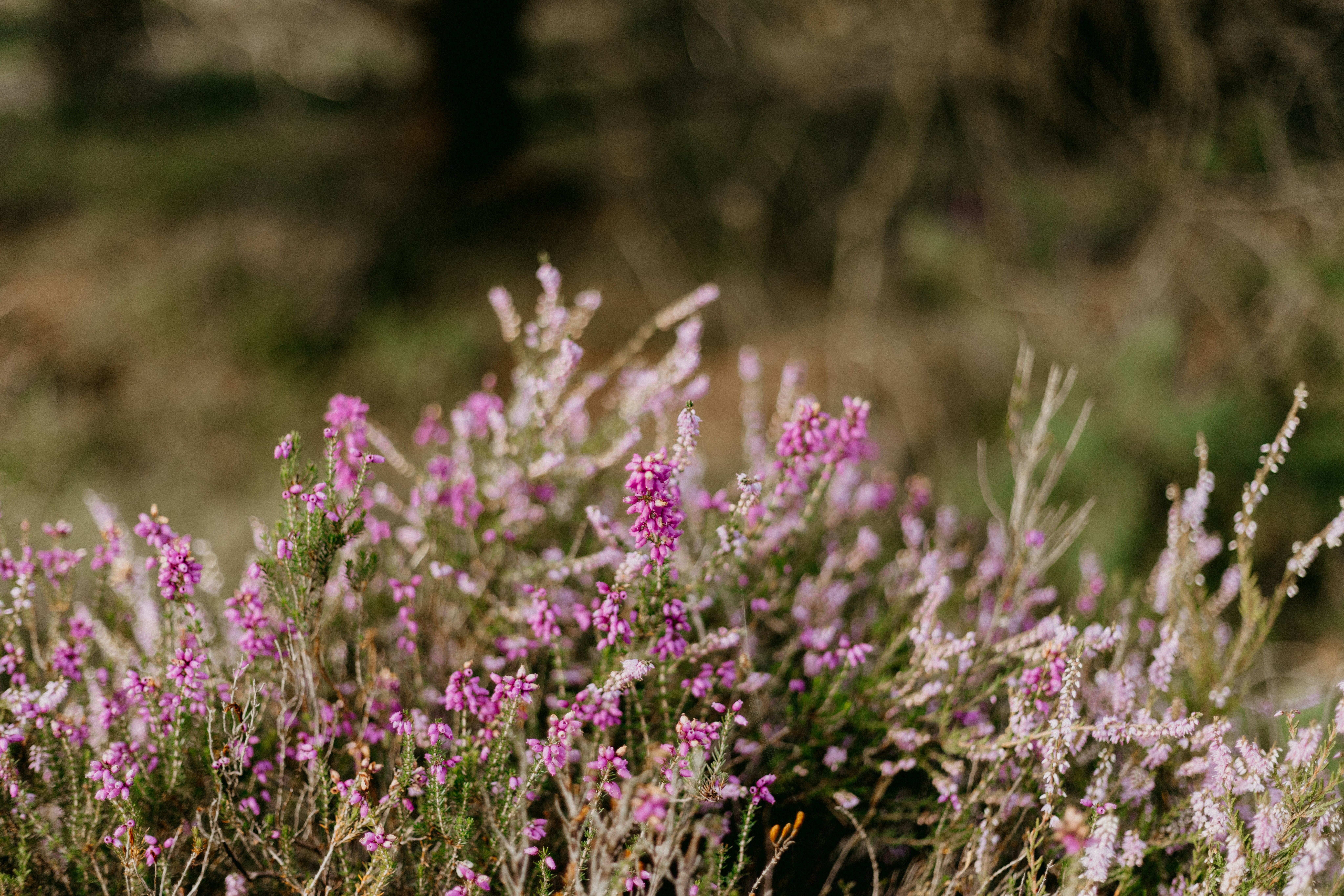 Photo by anniespratt