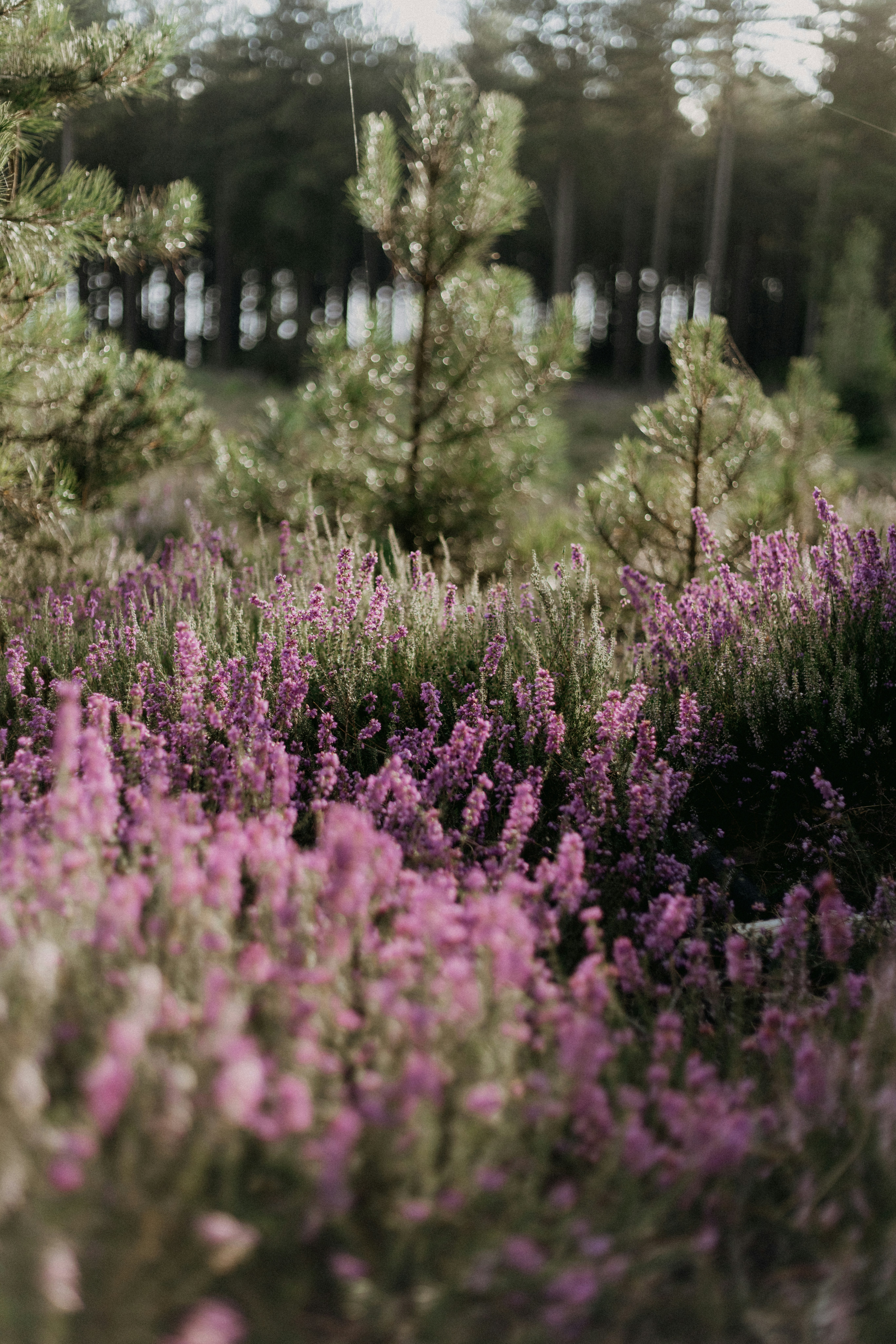 Photo by anniespratt