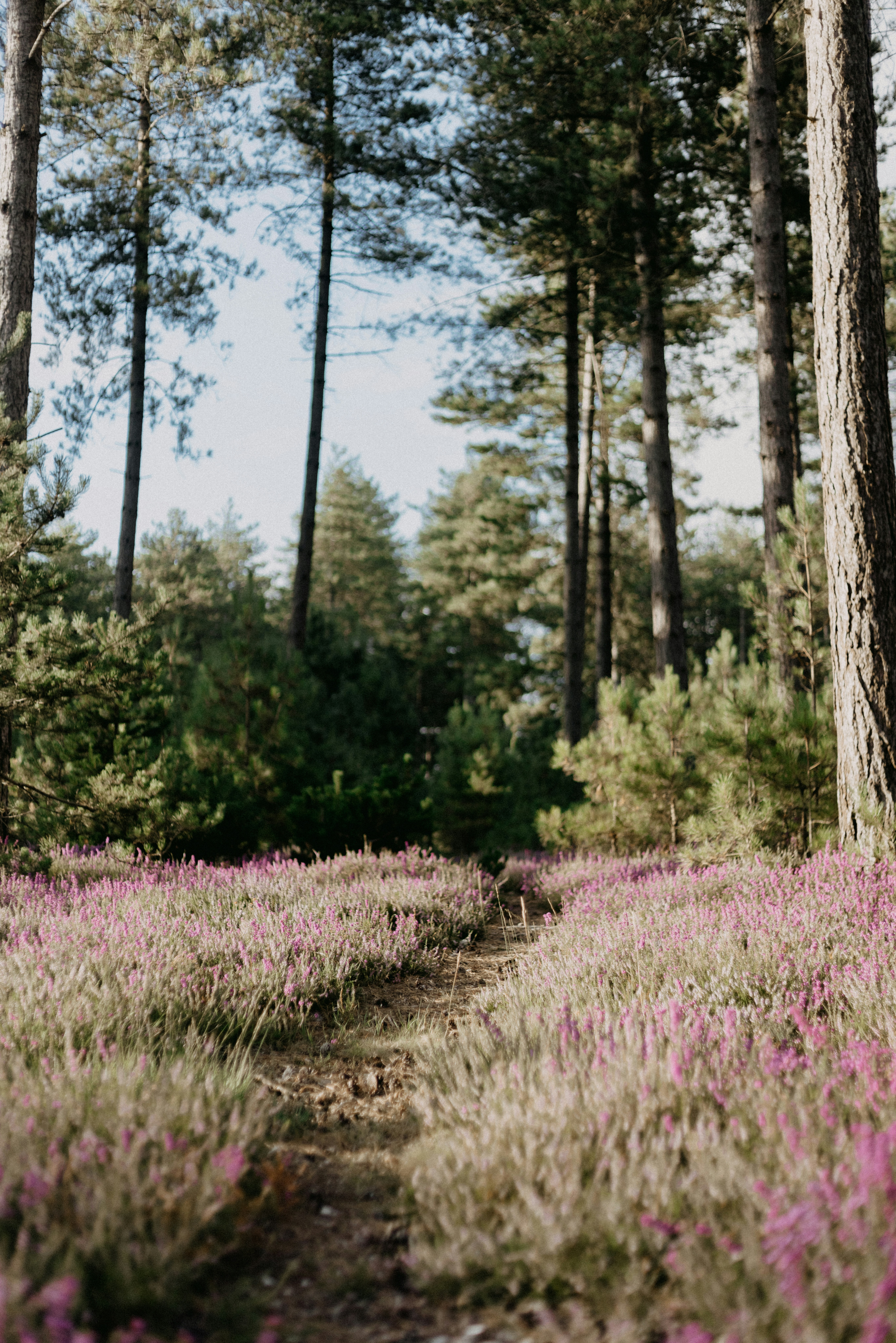 Photo by anniespratt