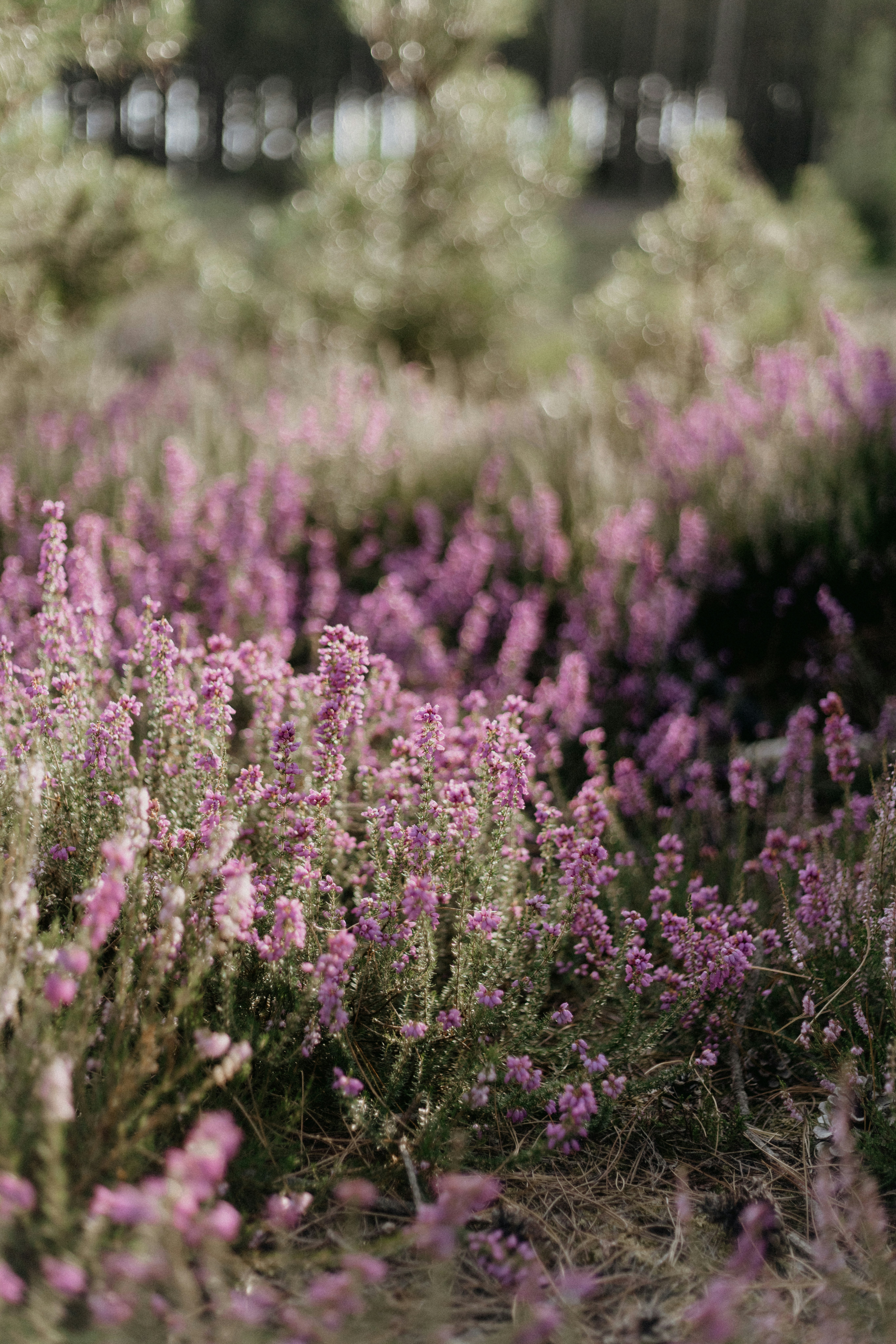 Photo by anniespratt