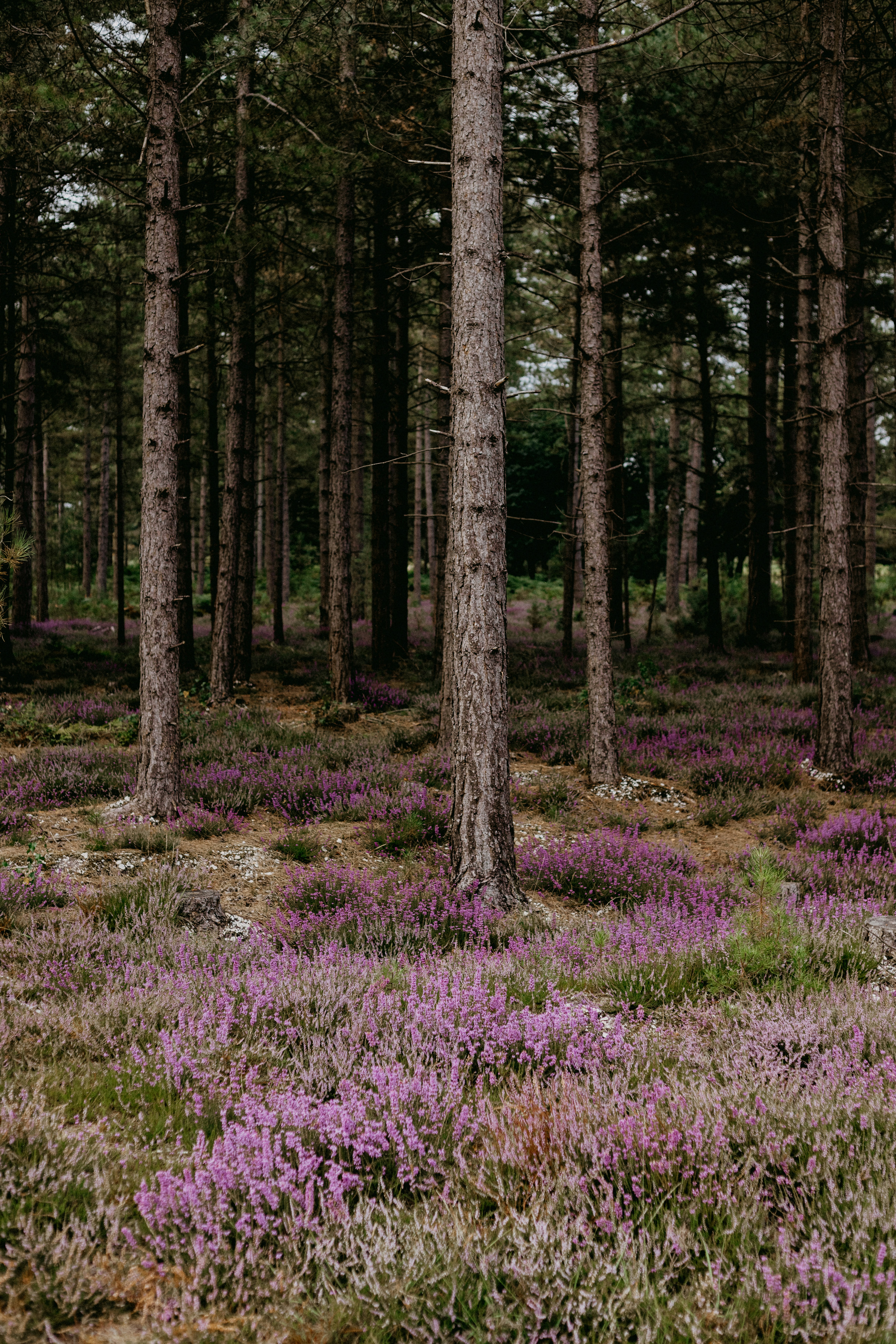 Photo by anniespratt