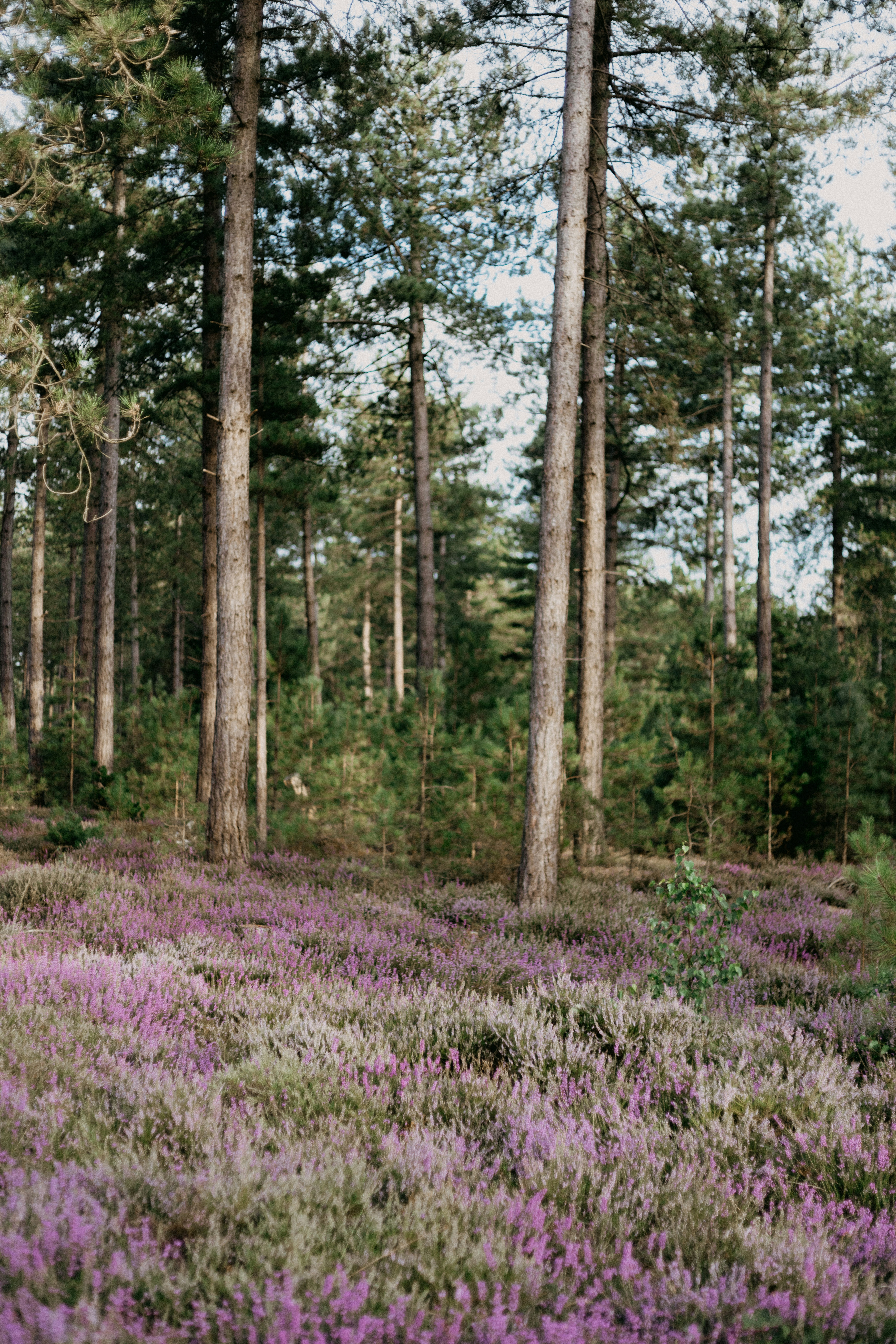 Photo by anniespratt