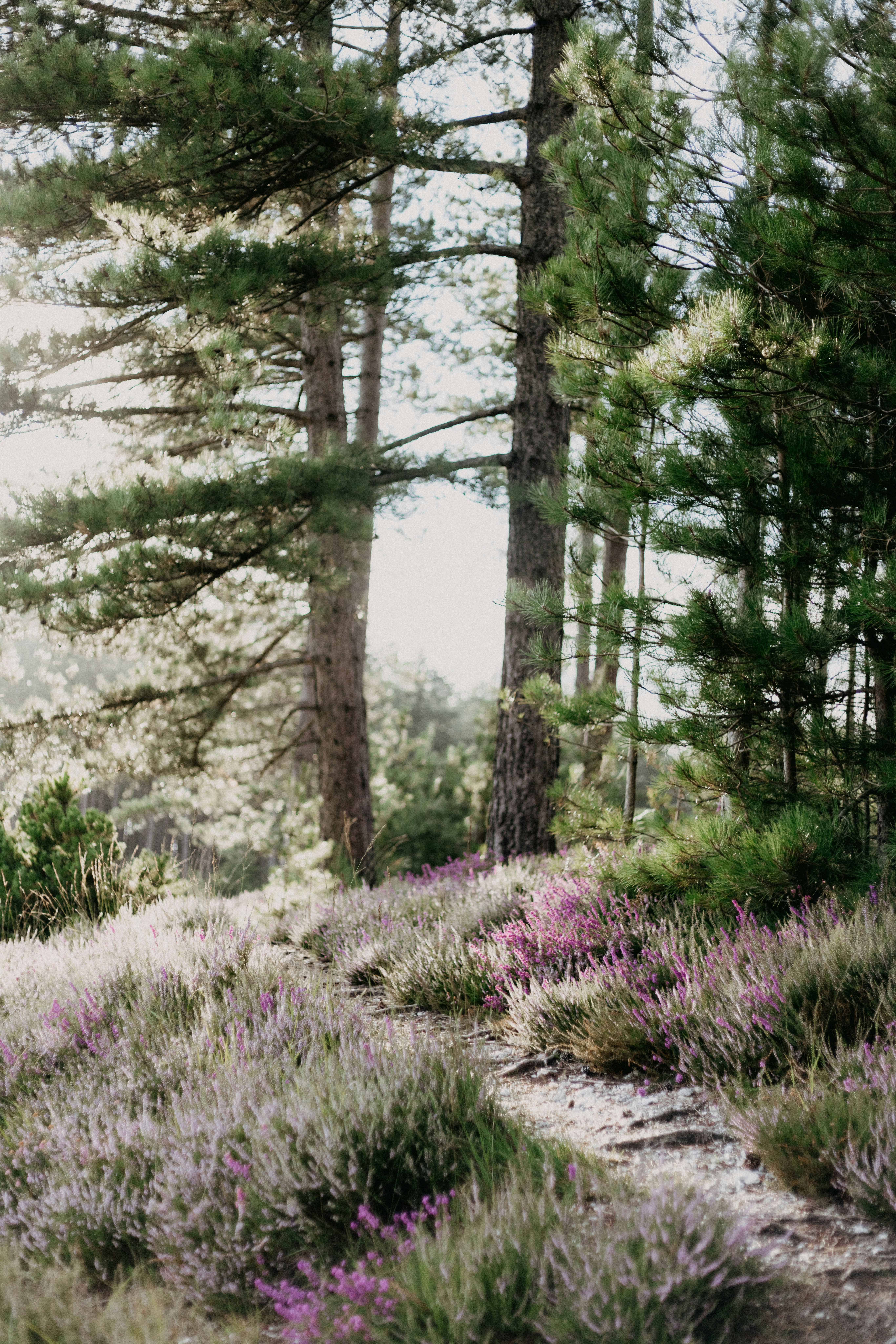 Photo by anniespratt