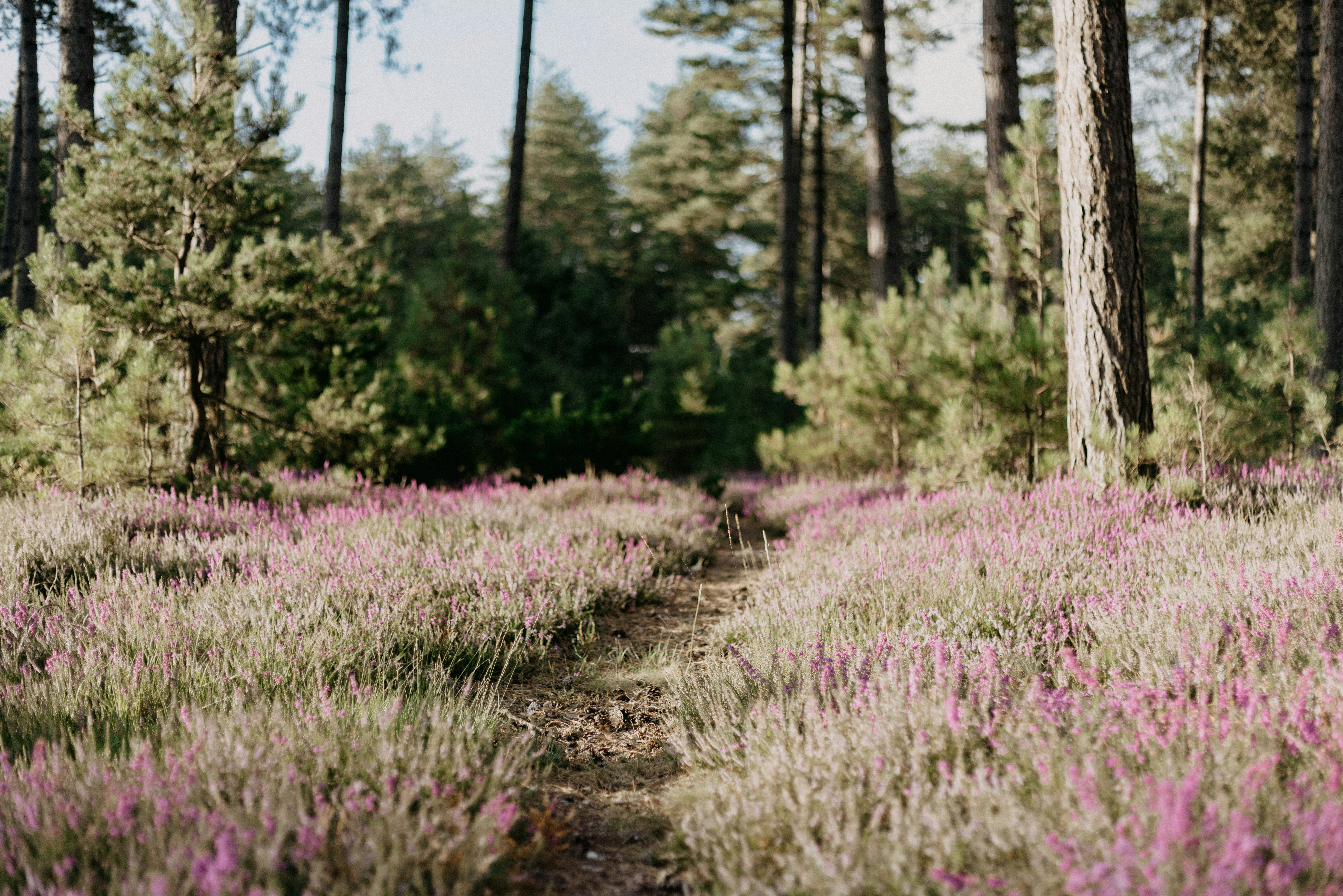 Photo by anniespratt