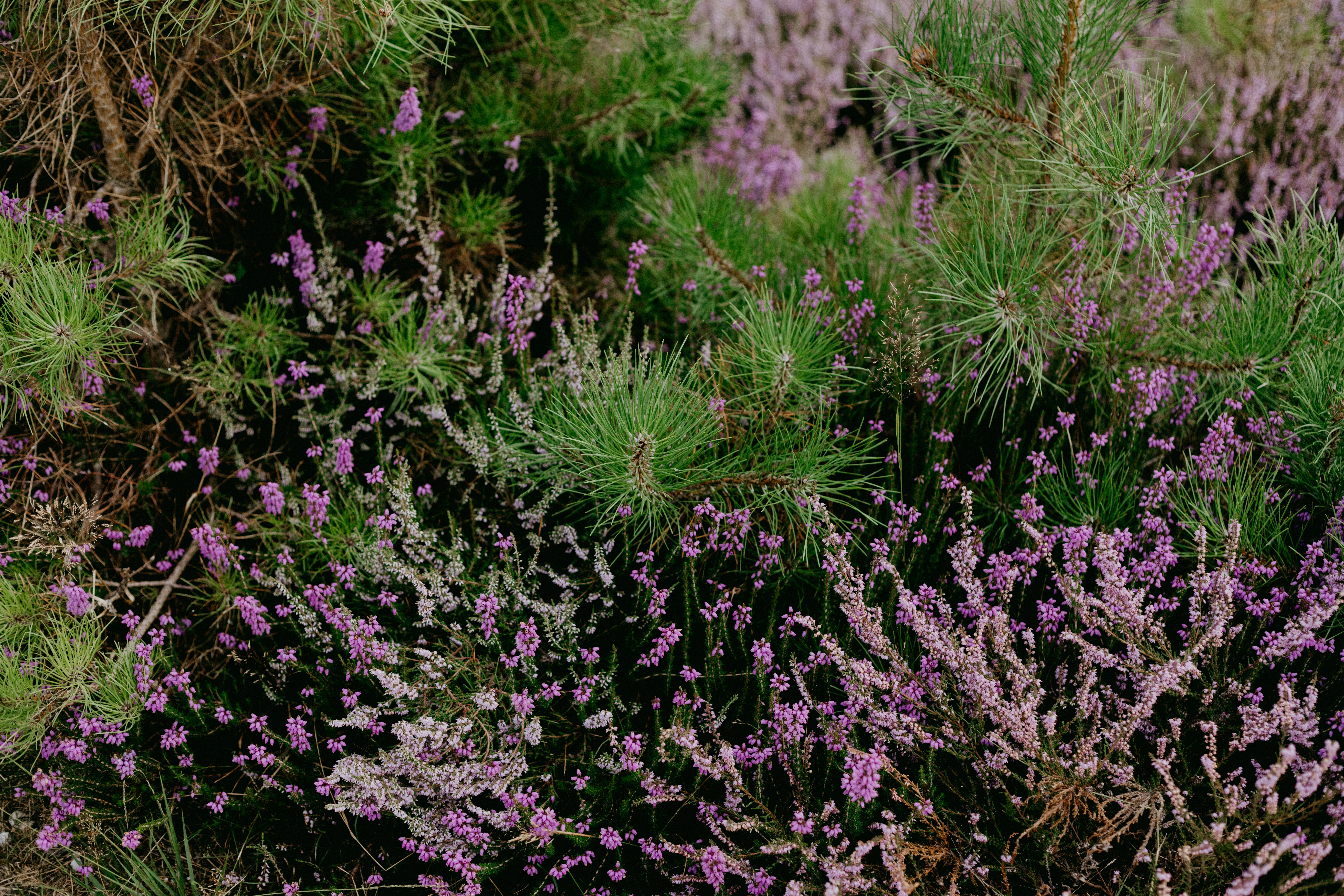 Photo by anniespratt