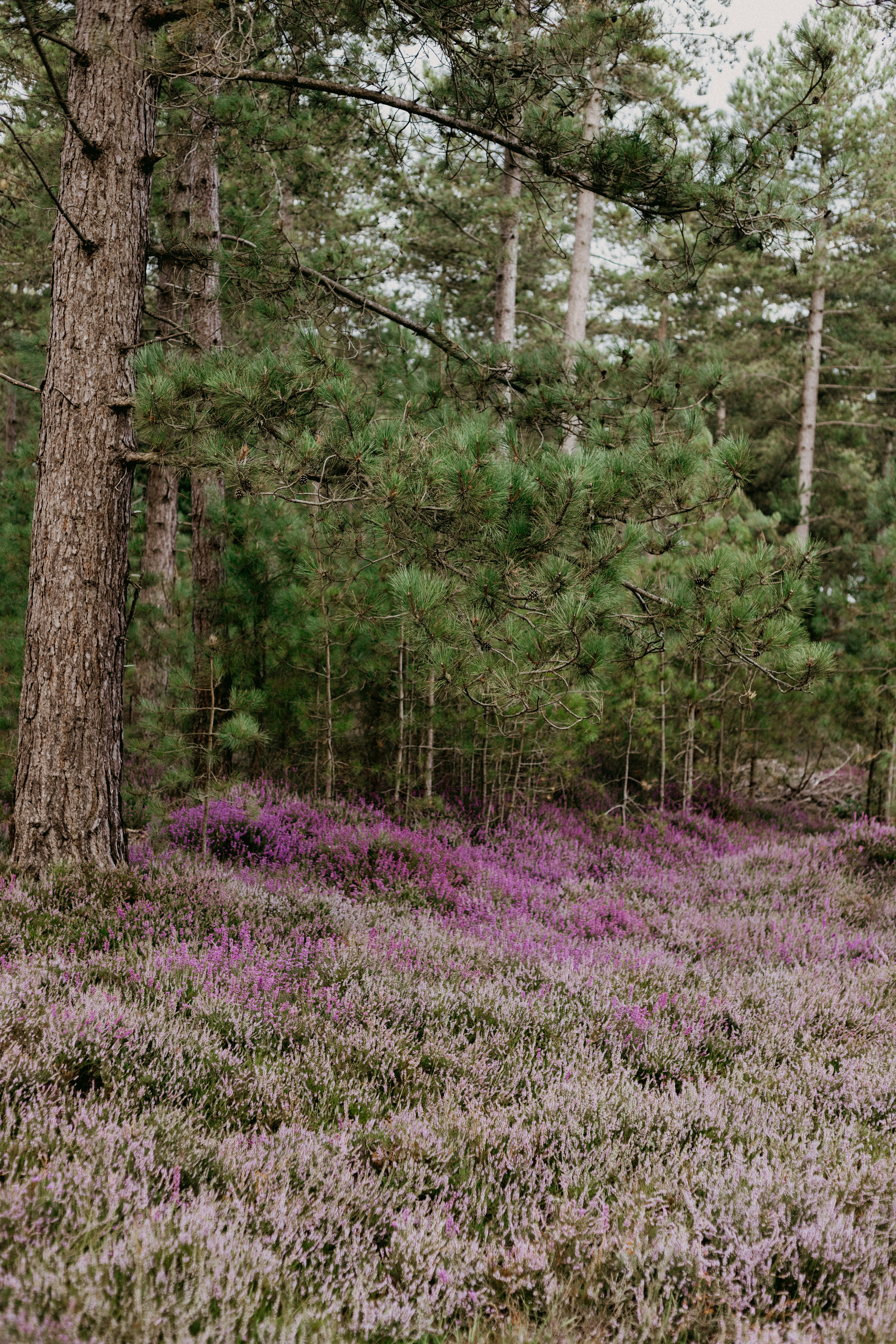 Photo by anniespratt