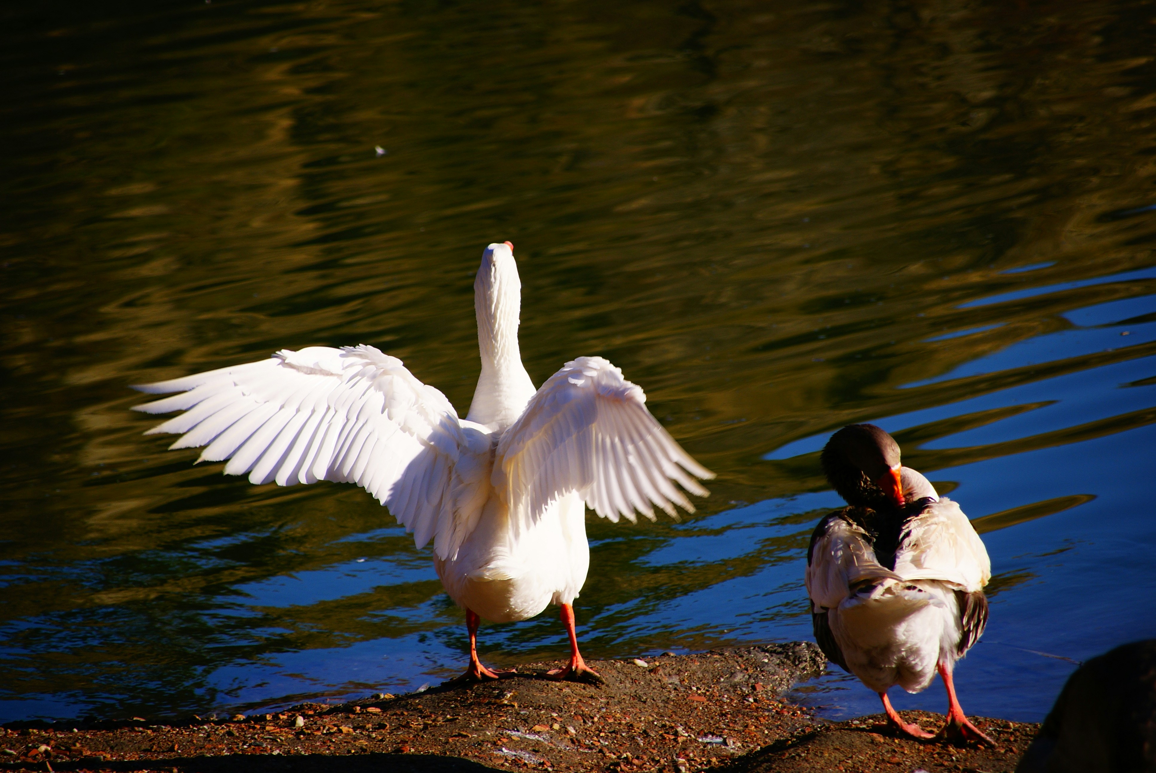 A couple of white ducks standing on top of a lake