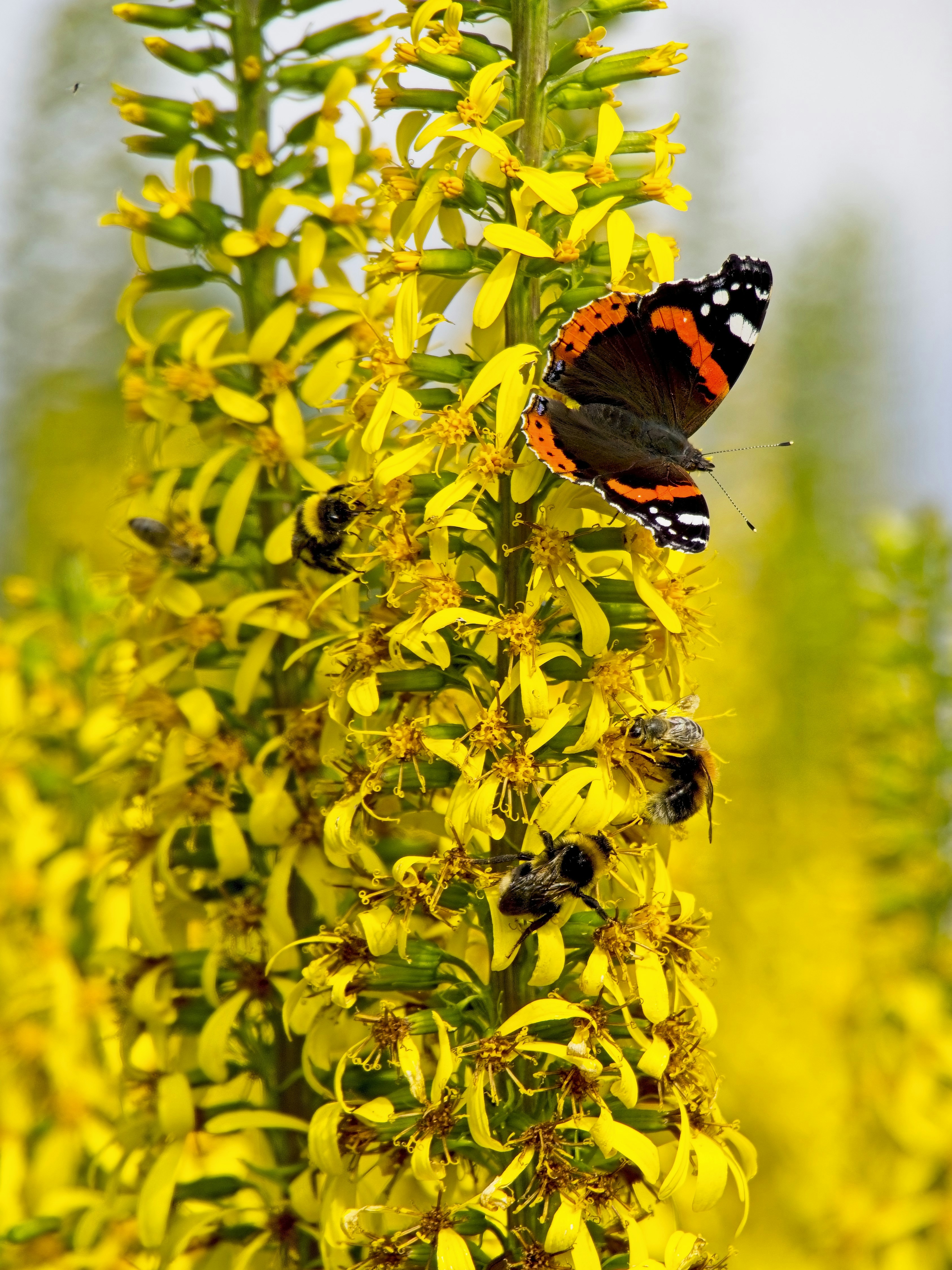 A butterfly is sitting on a yellow flower