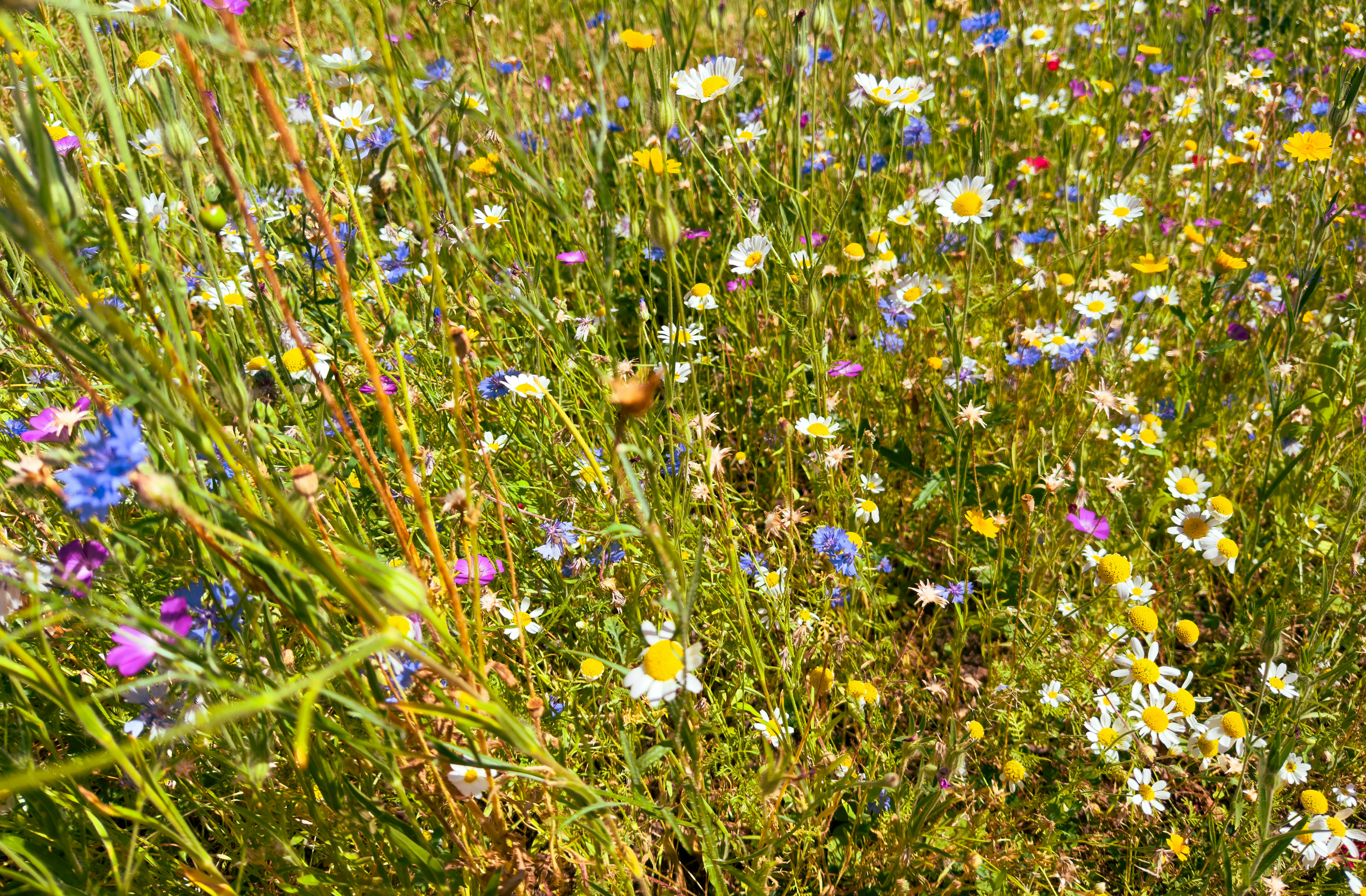 Photo by bill_eccles