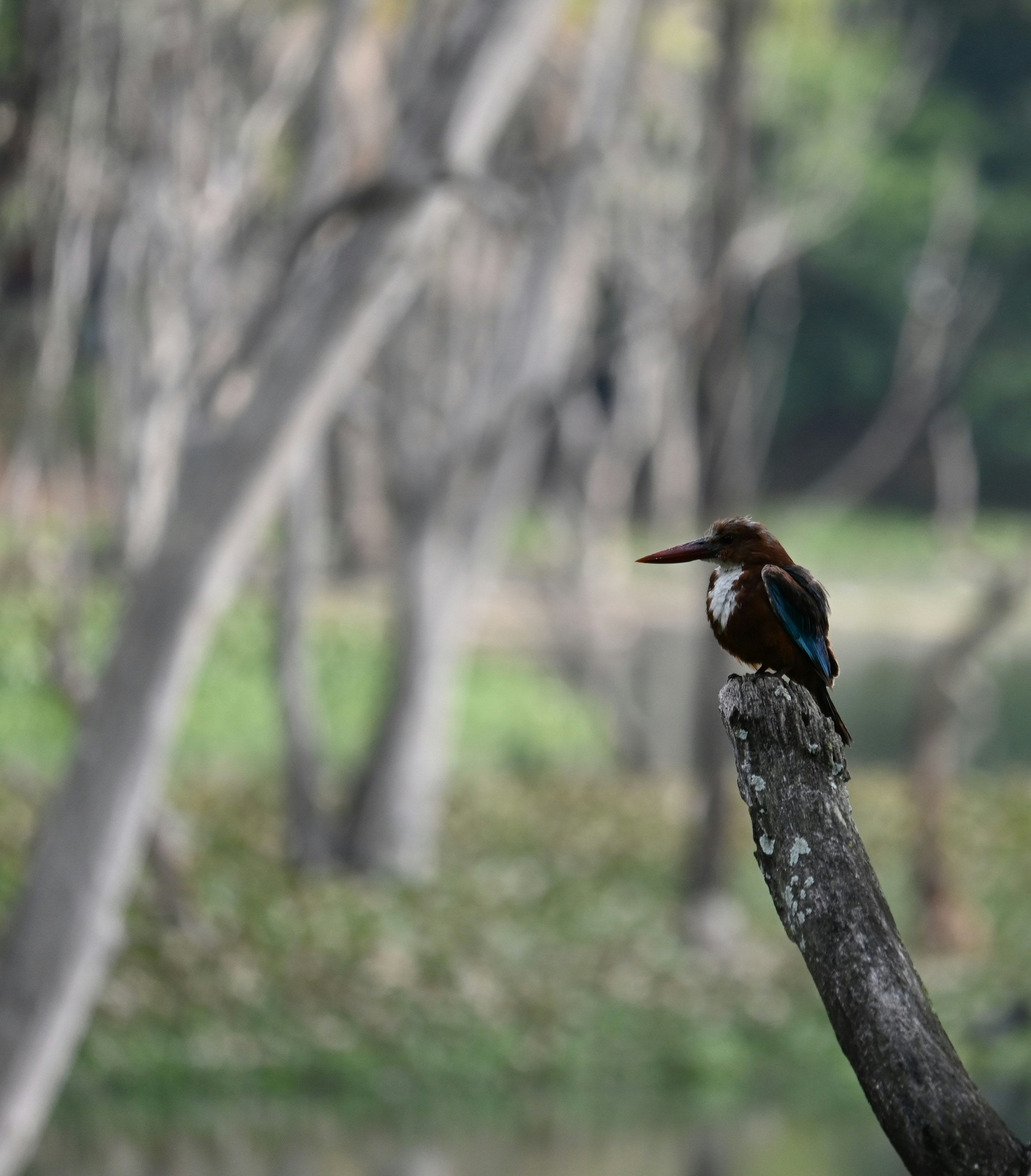 White-throated kingfisher