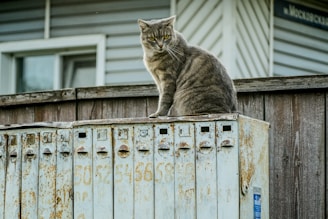 A cat sitting on top of a metal box