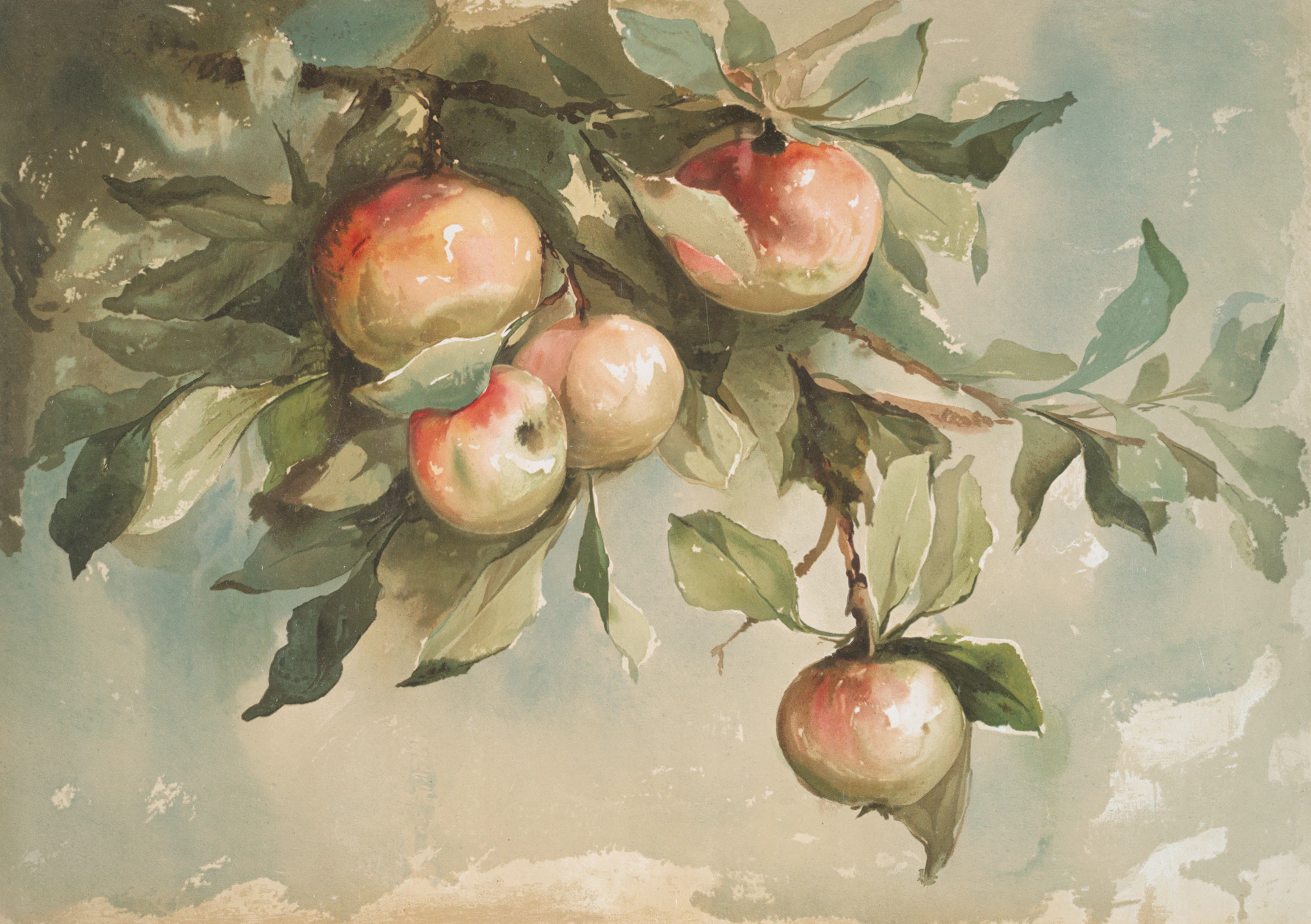 A painting of apples hanging from a tree branch