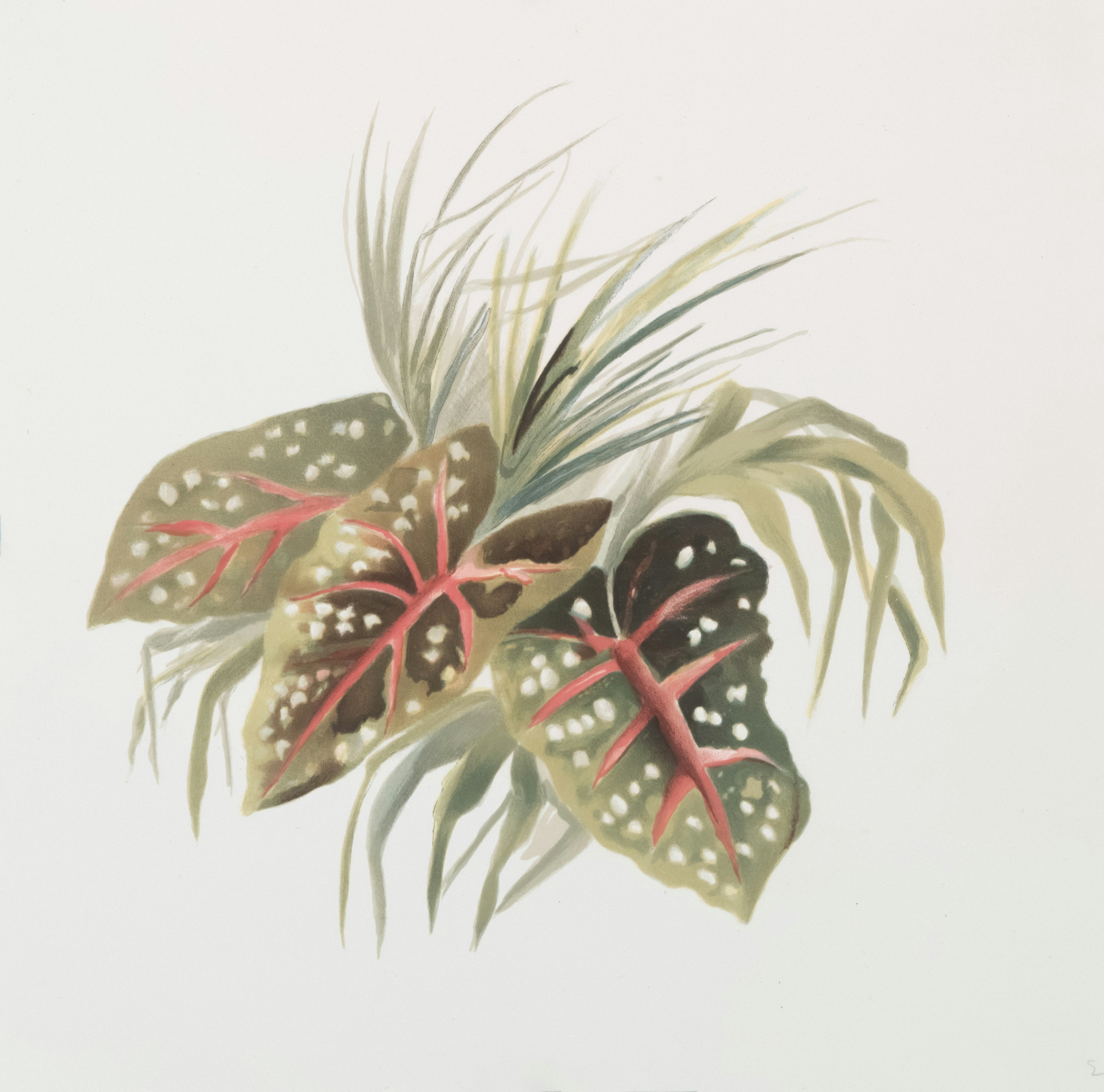 Colorful caladium leaves with delicate green foliage.