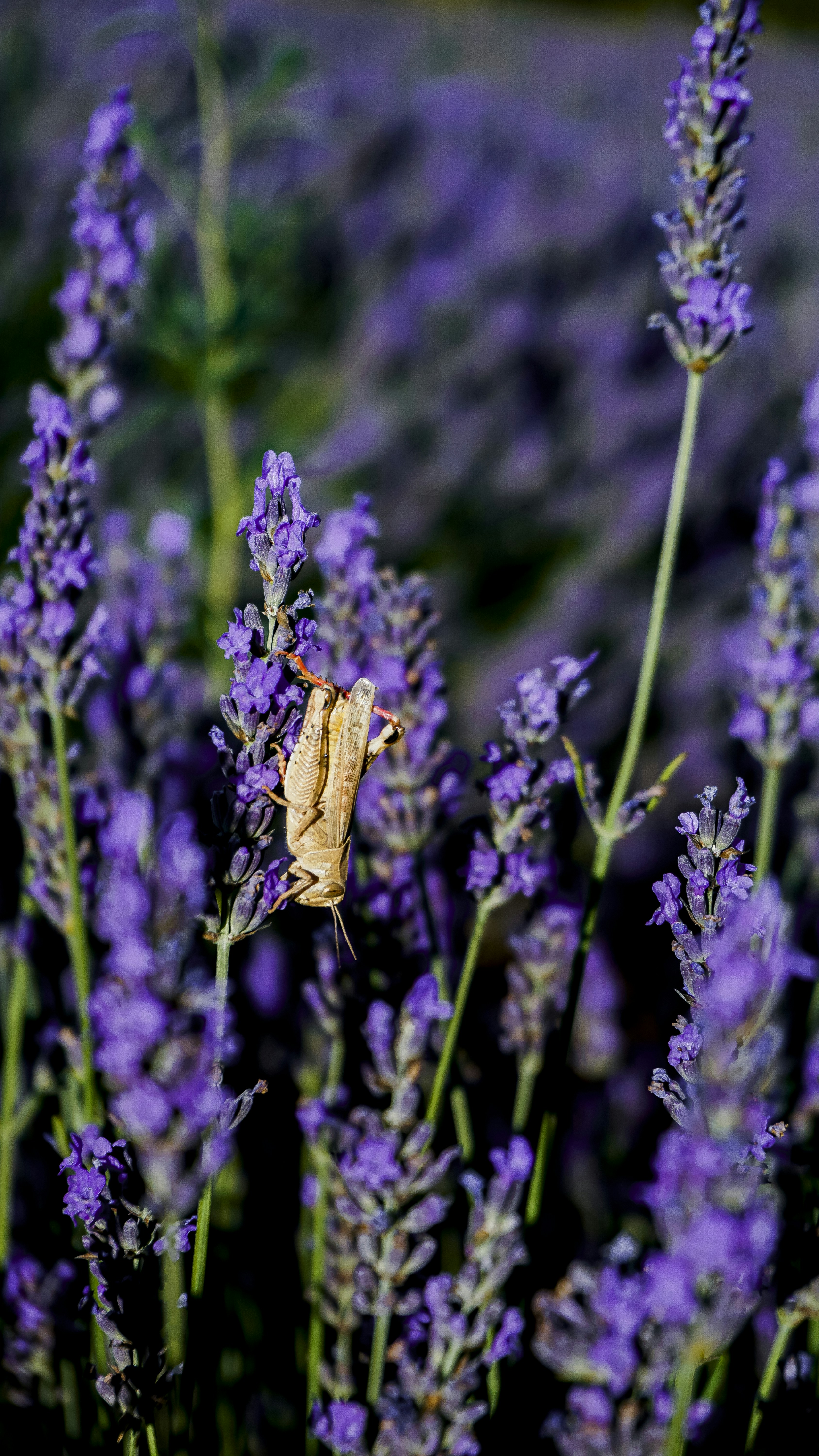 A bug sitting on top of a purple flower photo – Free Lavender Image on ...