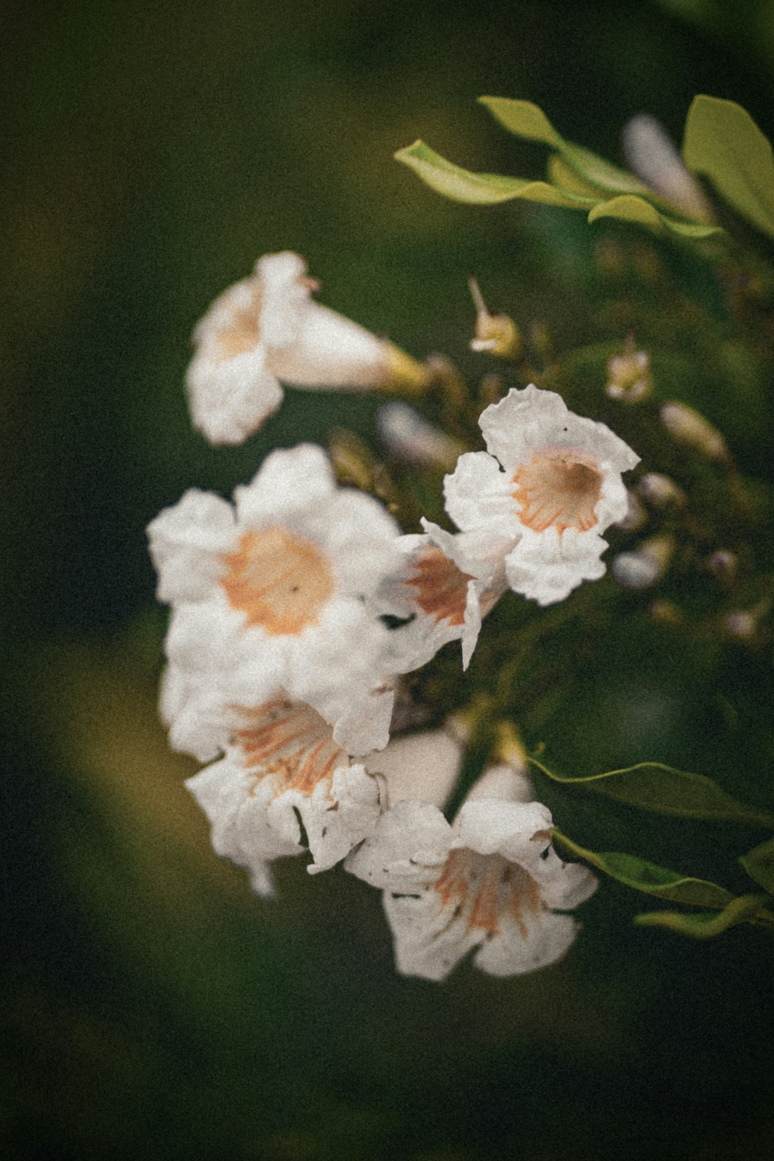 Photo by stephena_photography