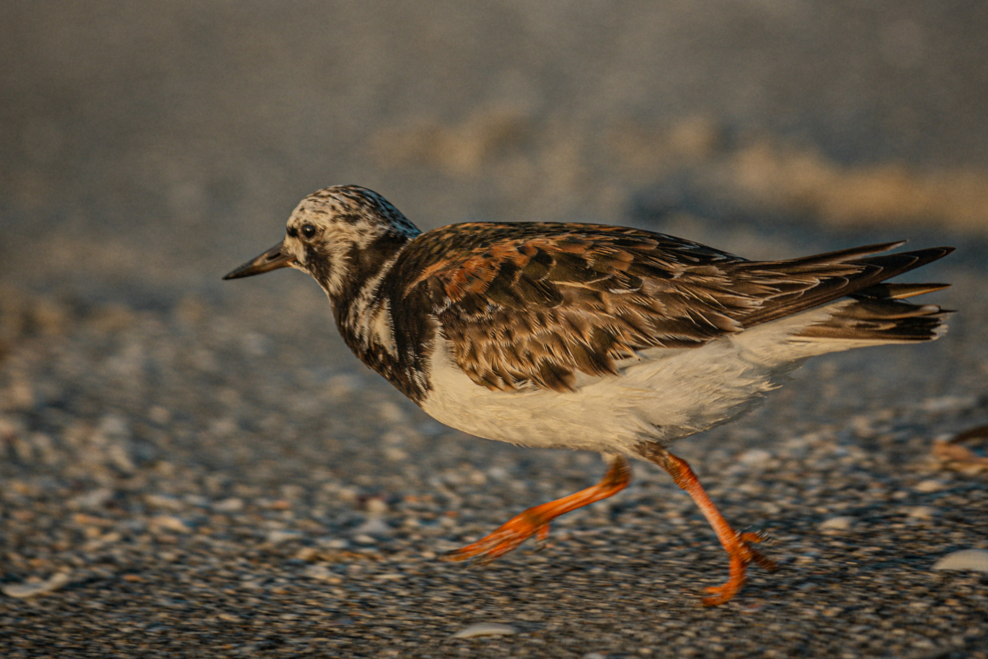 Photo by stephena_photography