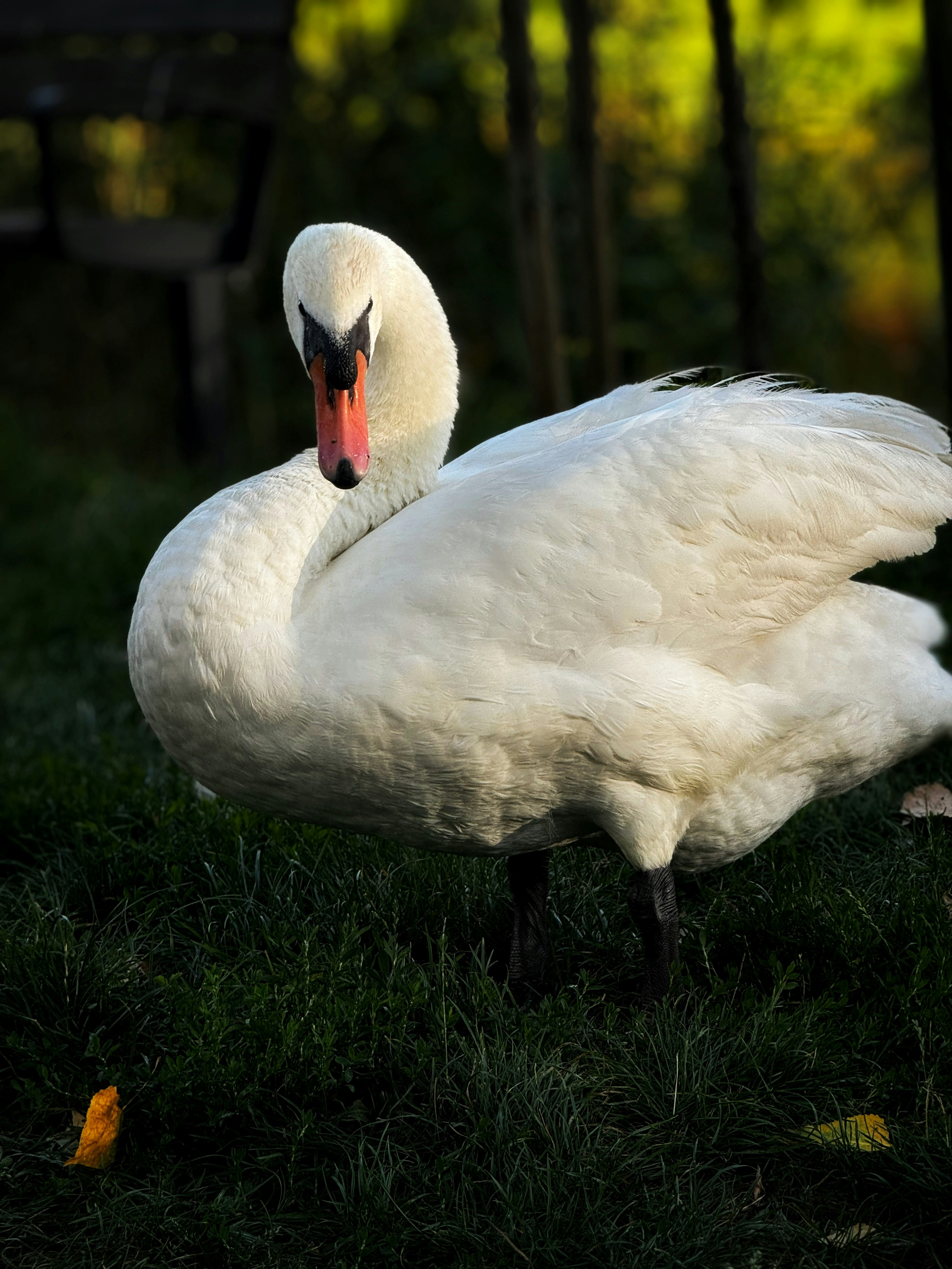 Un cigno bianco seduto in cima a un campo verde lussureggiante