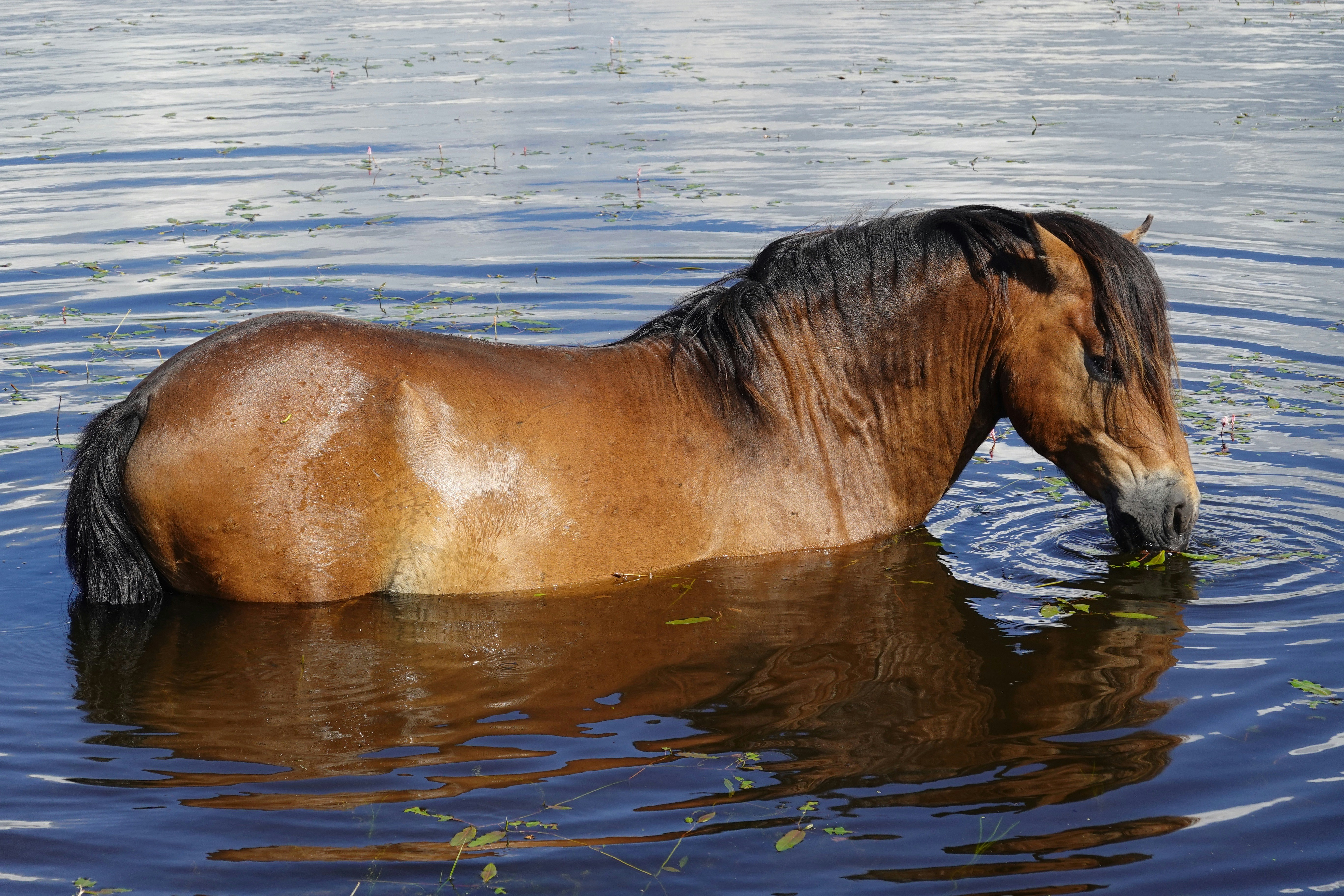 Un caballo parado en un cuerpo de agua