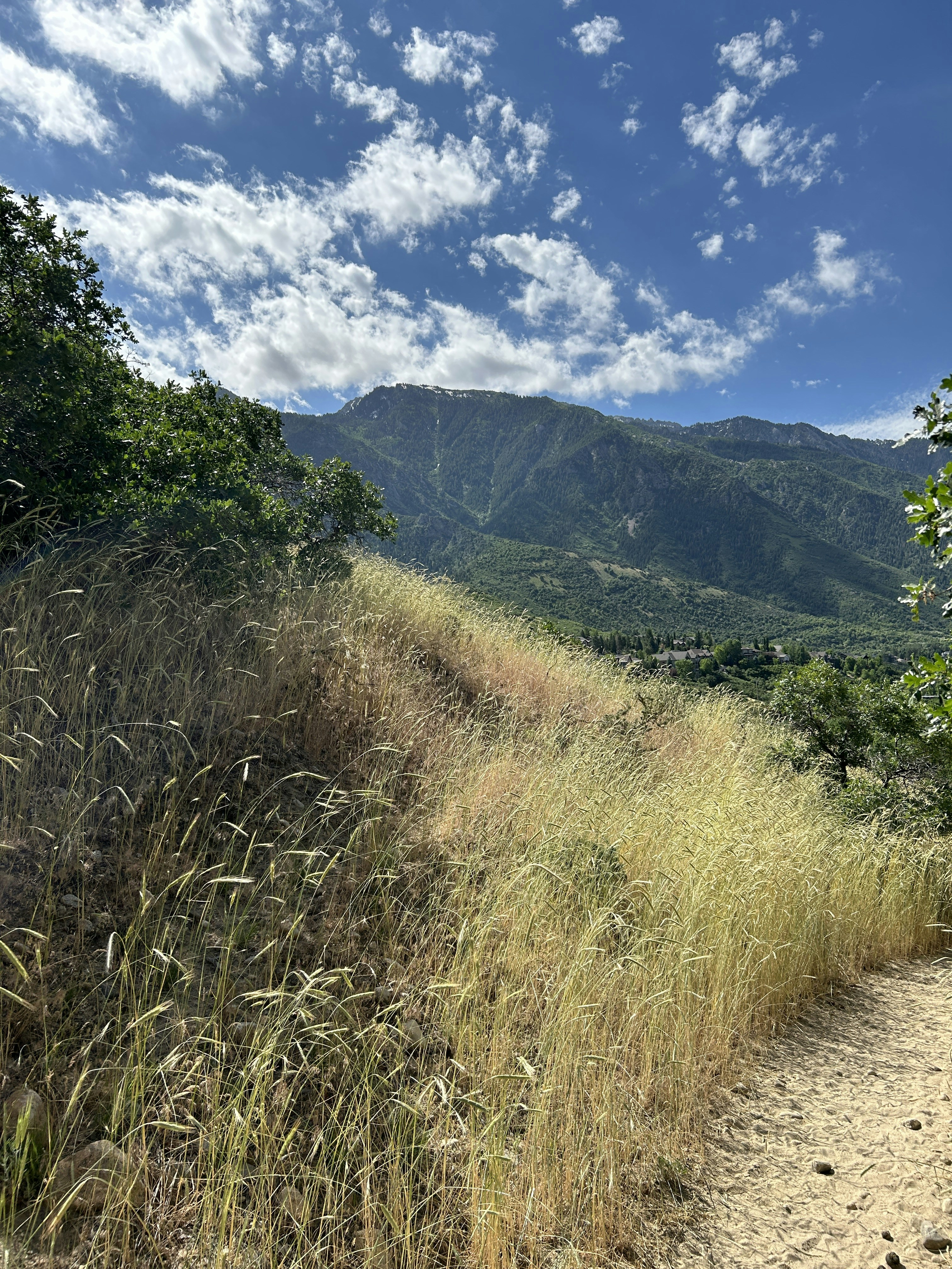 A dirt path with tall grass and mountains in the background