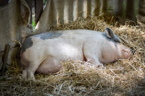 A small pig laying on top of a pile of hay