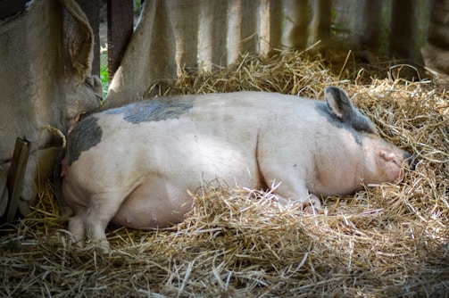 A small pig laying on top of a pile of hay