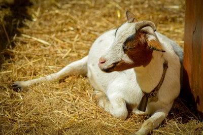 A goat laying on the ground next to a fence