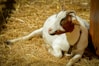 A goat laying on the ground next to a fence