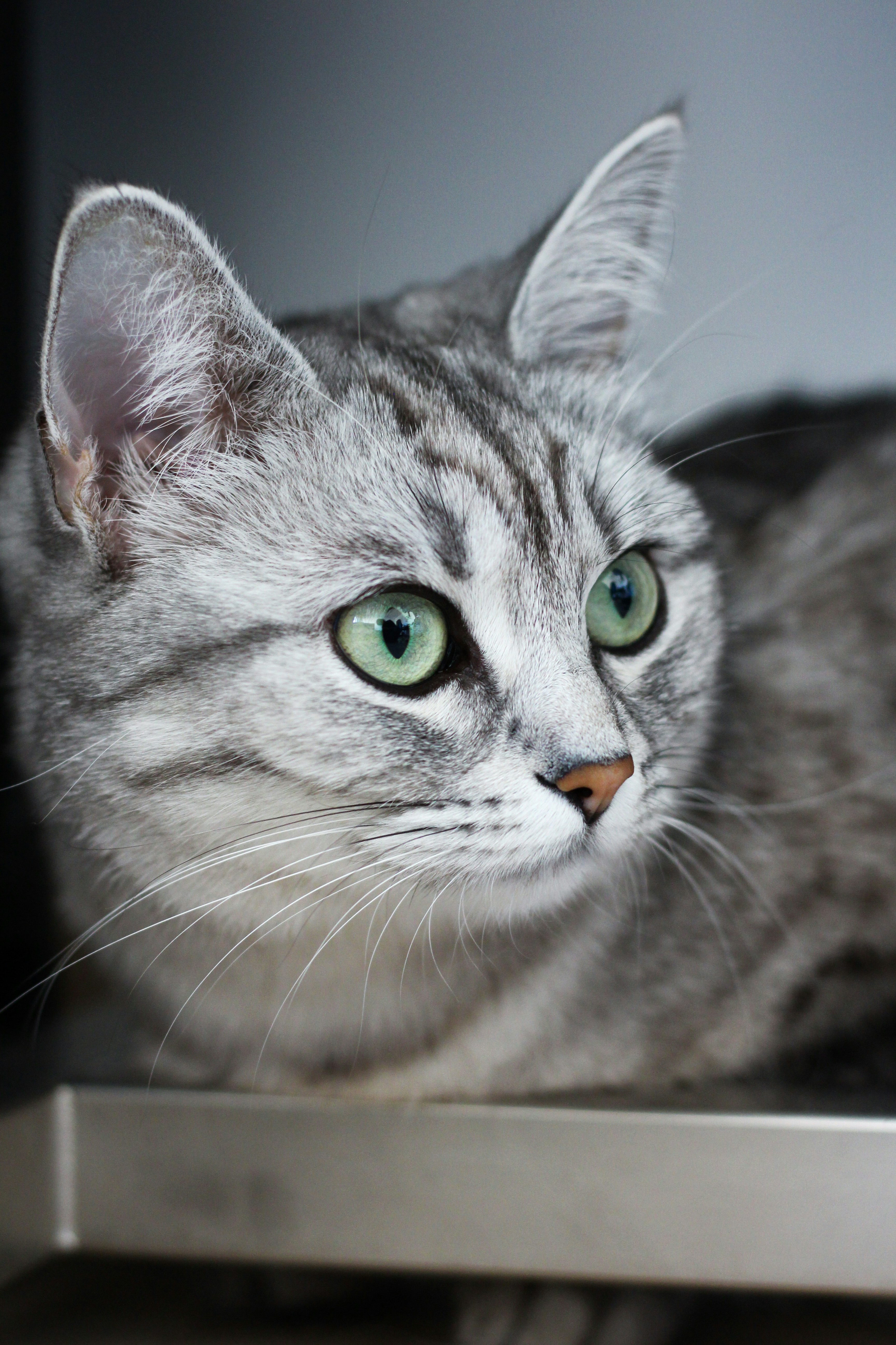 A gray cat with green eyes sitting on a shelf