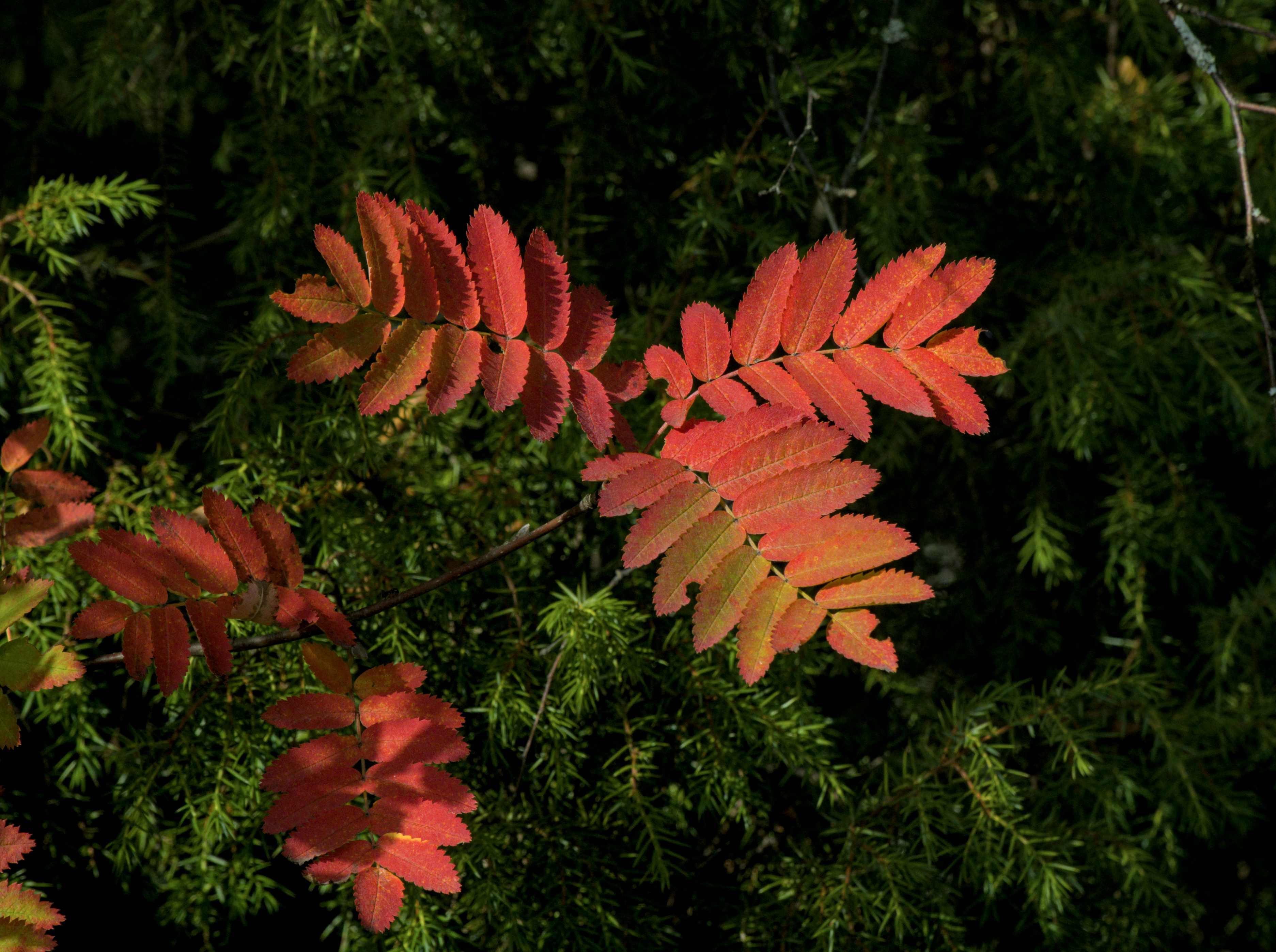 Photo by schneiderhenry