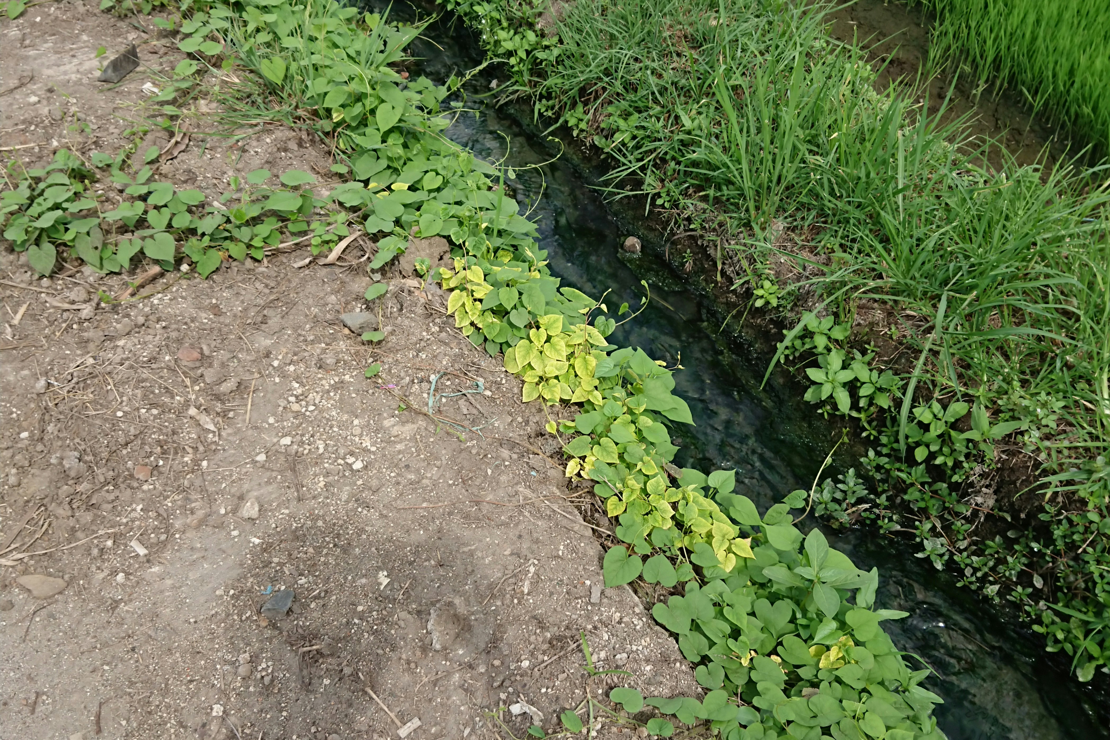A row of green plants growing in a field