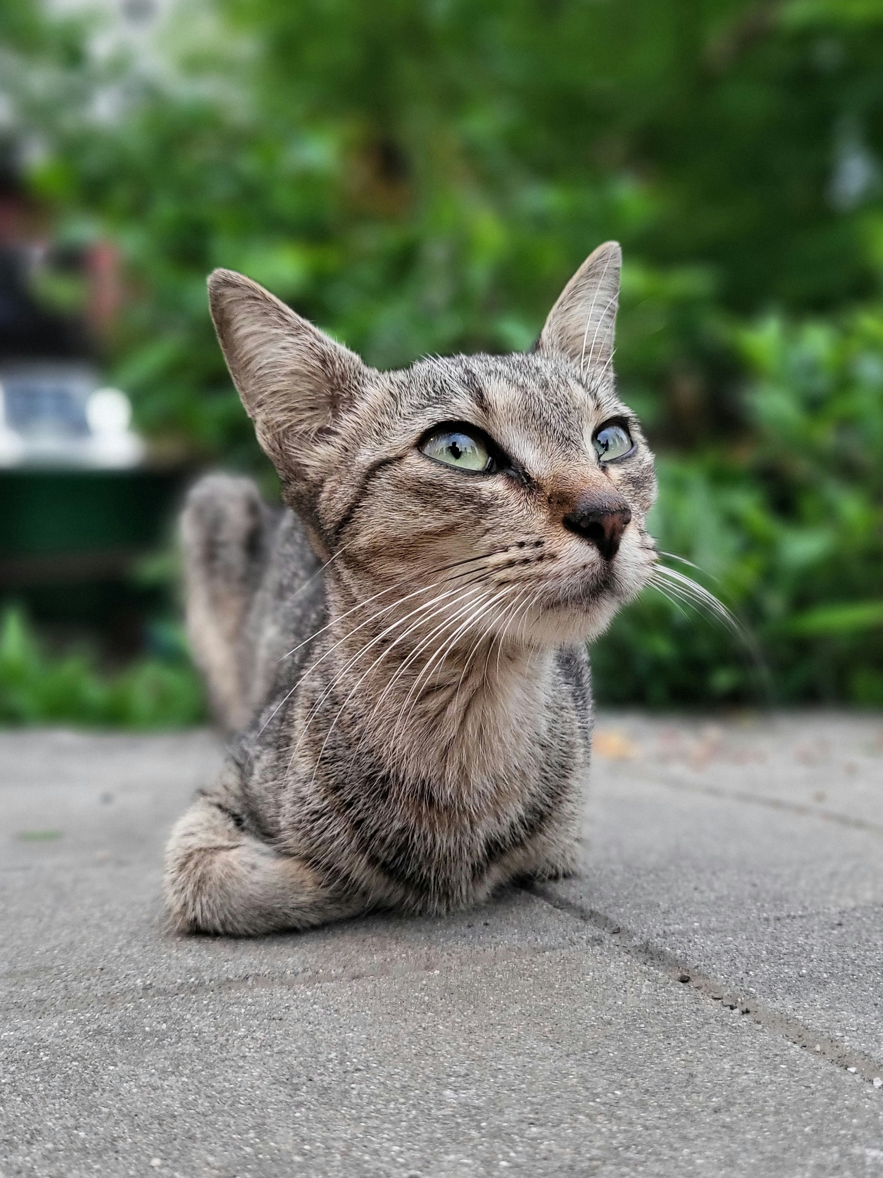 A cat sitting on the ground looking up