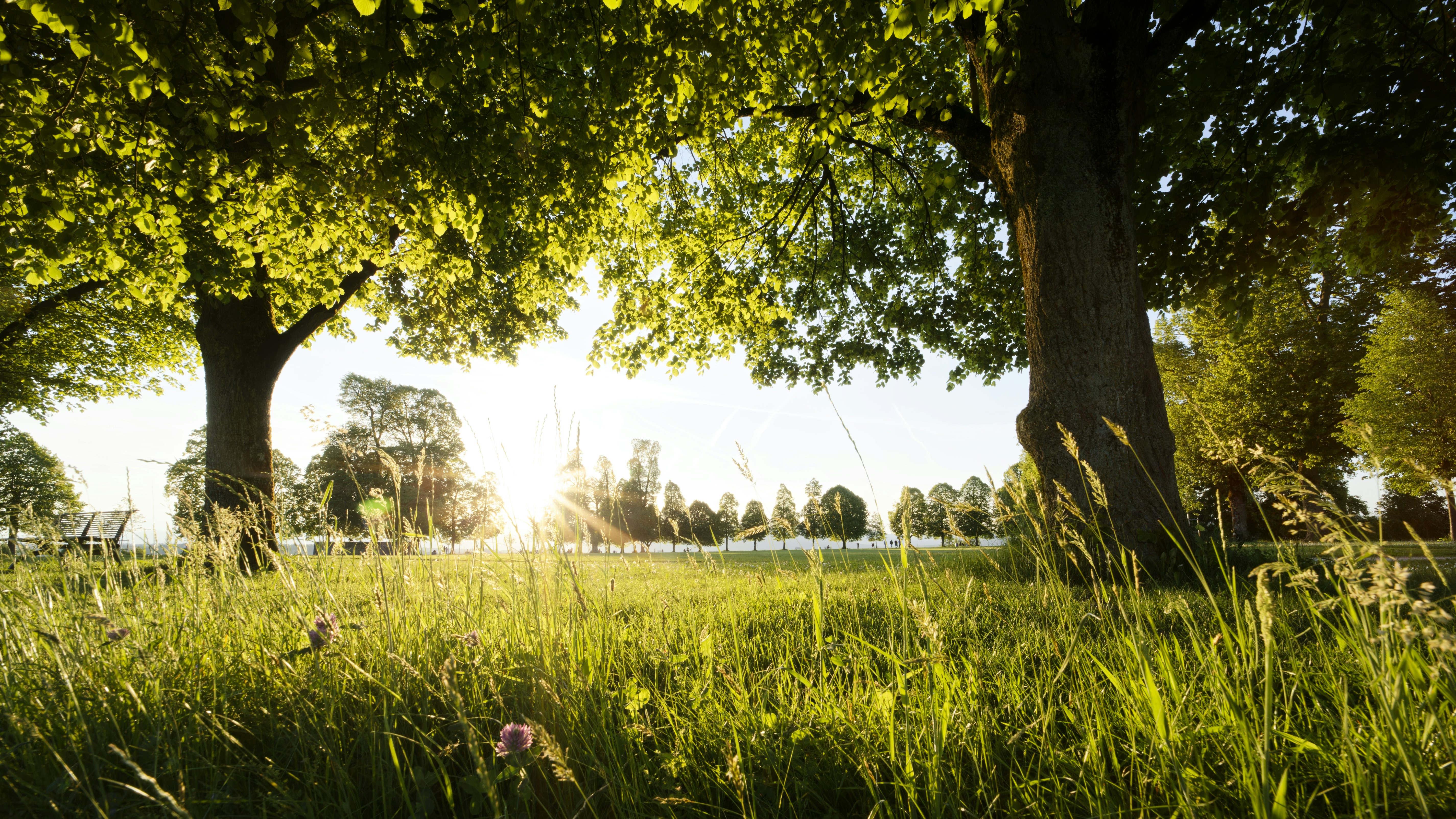 The sun shines through the trees in the park