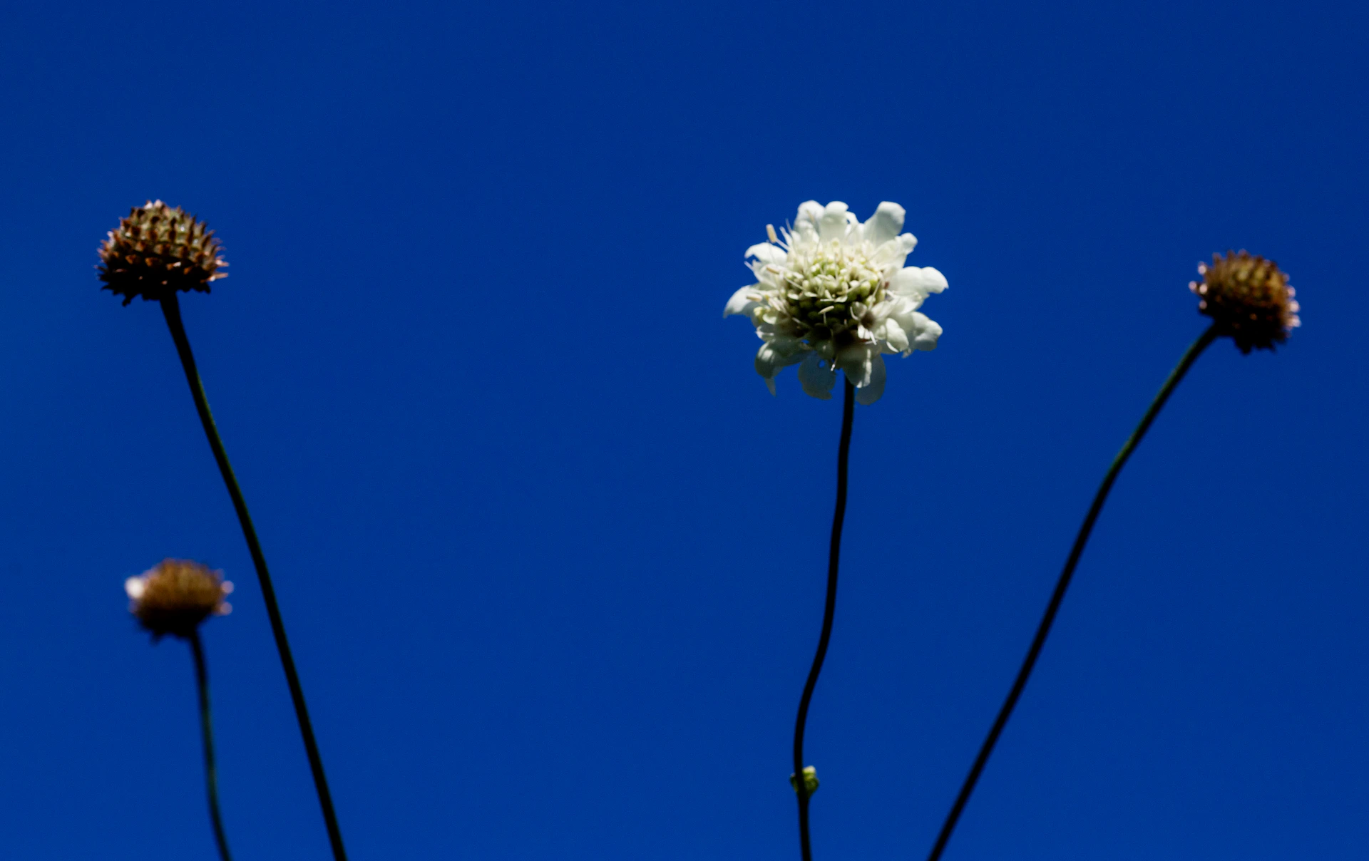A group of flowers with a blue sky in the background