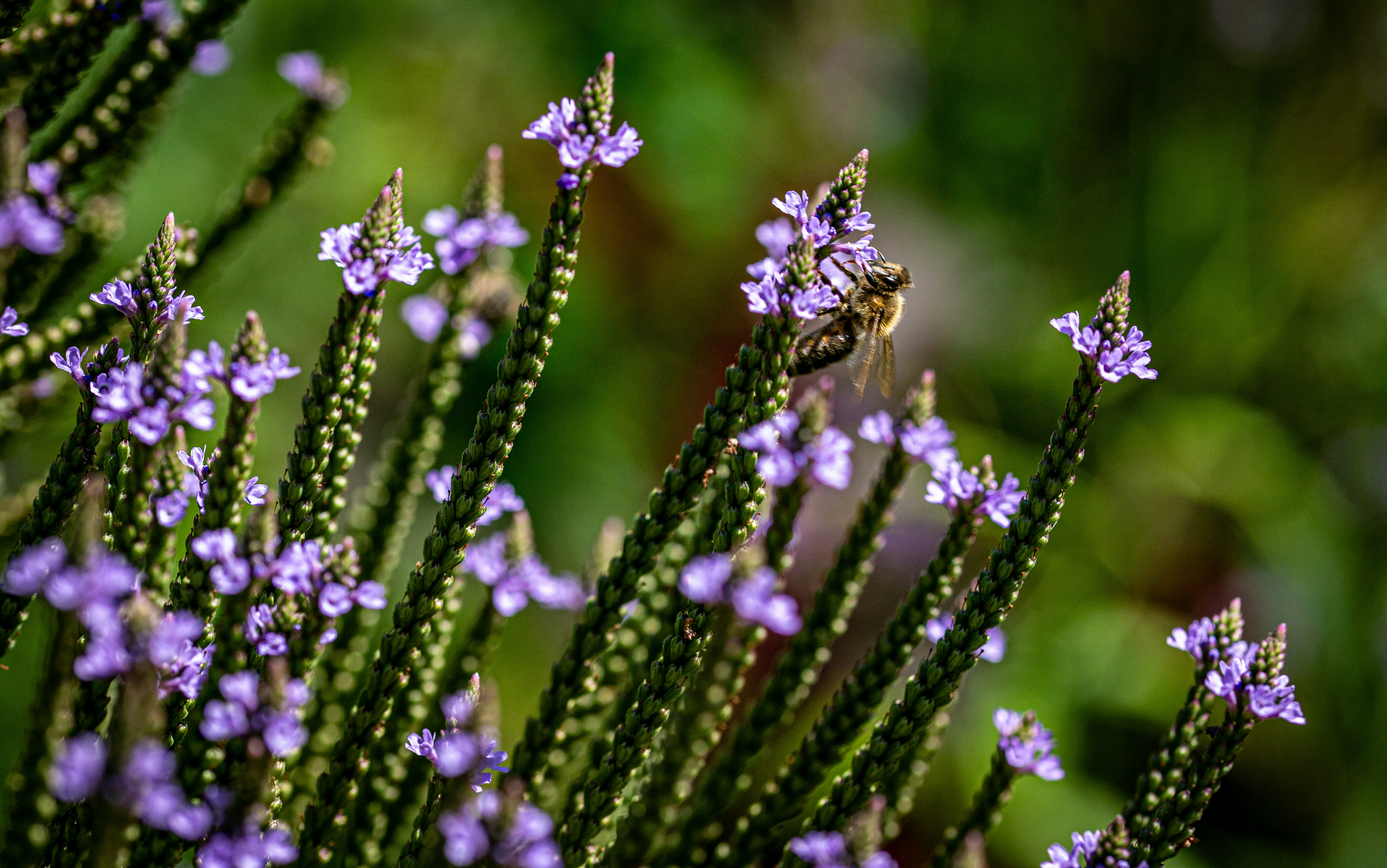 Photo by hdbernd