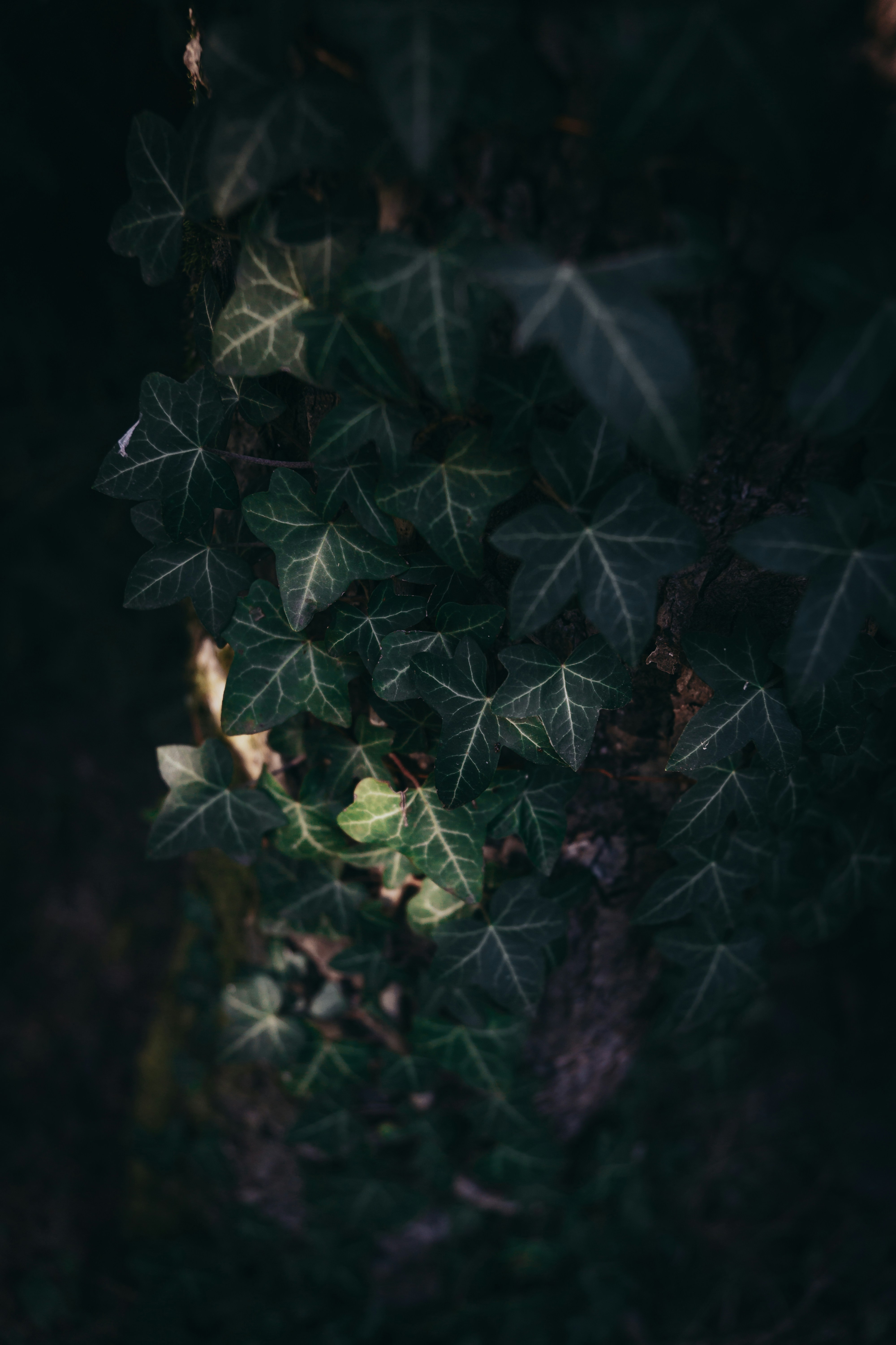Photo by bielej