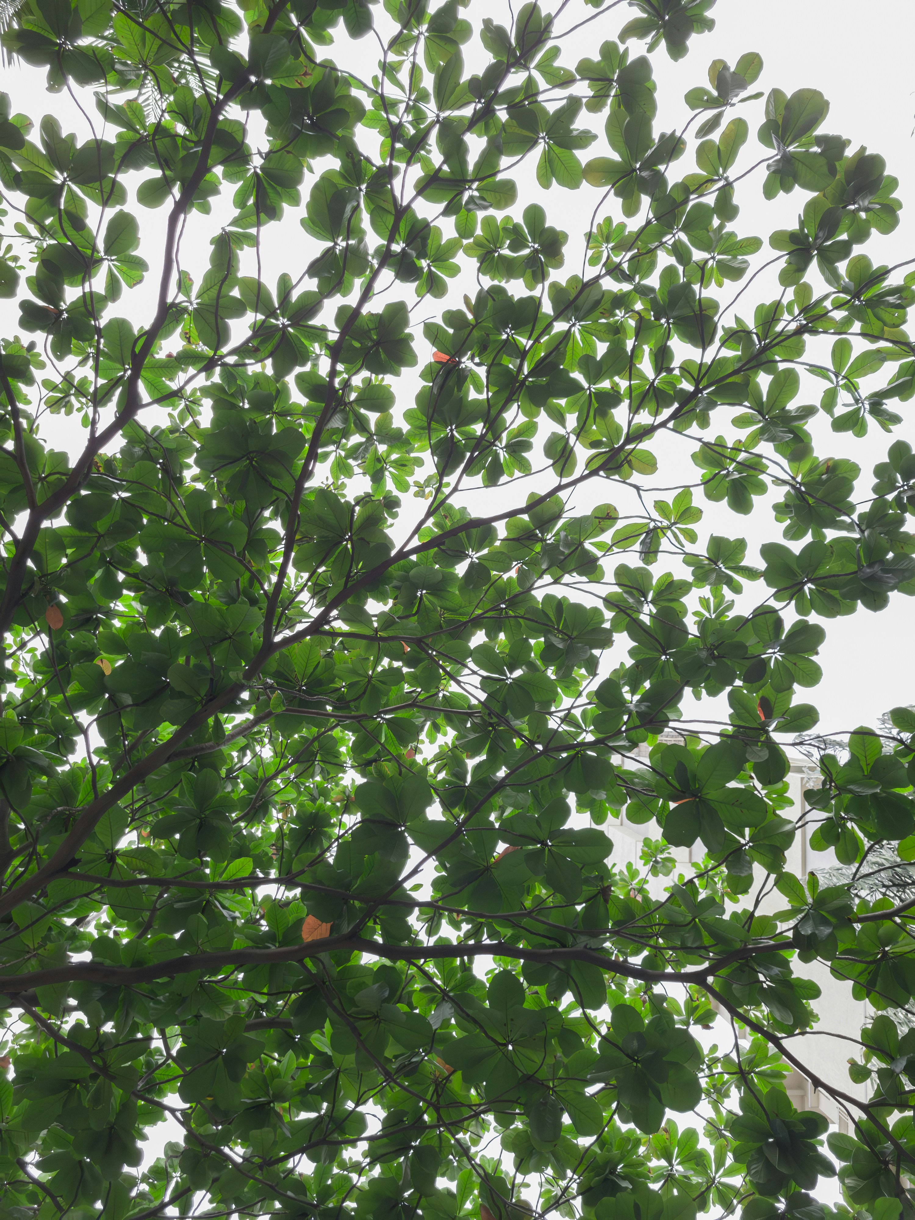 Looking up at the leaves of a tree