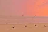 A group of birds standing on top of a sandy beach