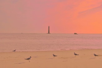 A group of birds standing on top of a sandy beach