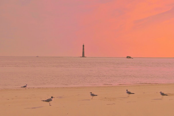A group of birds standing on top of a sandy beach