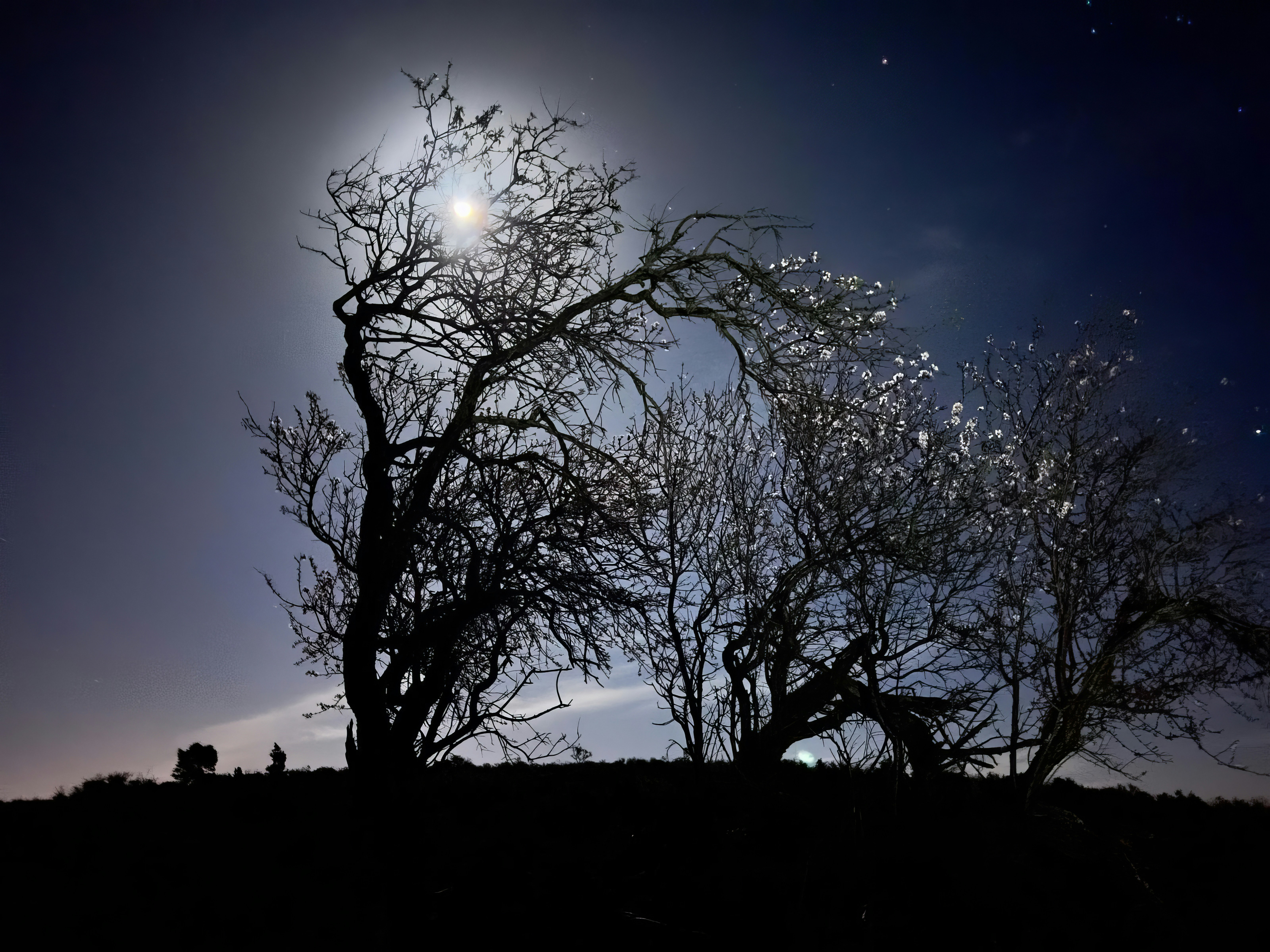 Una luna piena brilla nel cielo sopra un albero