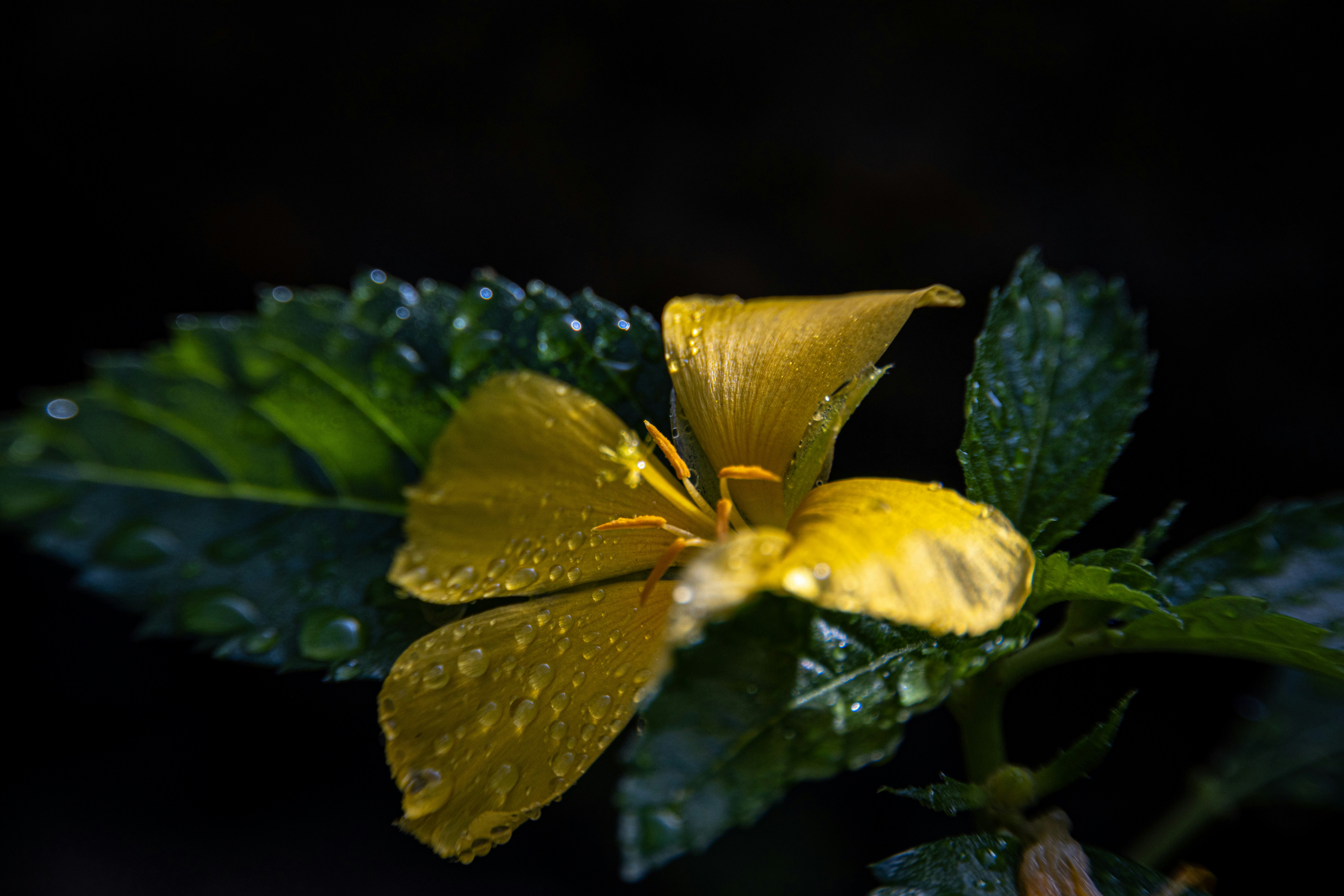 Photo by tigredemar