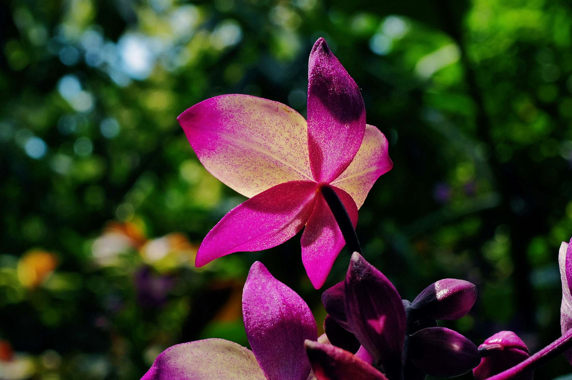 A close up of a purple flower with trees in the background