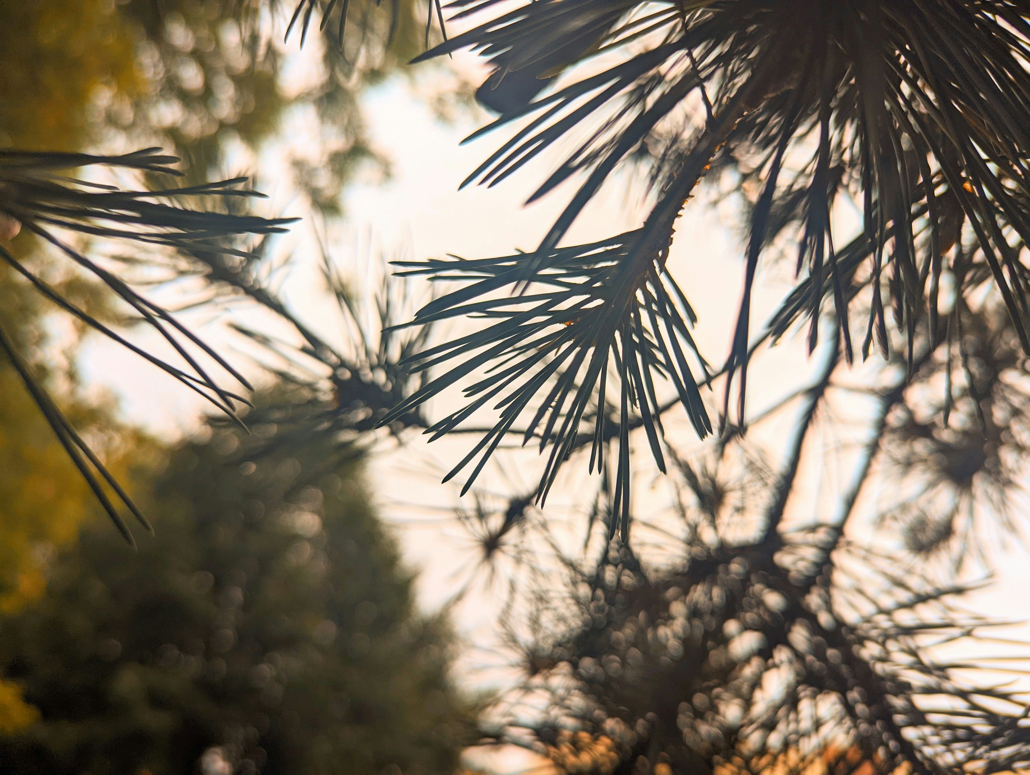 Um close-up de um galho de pinheiro