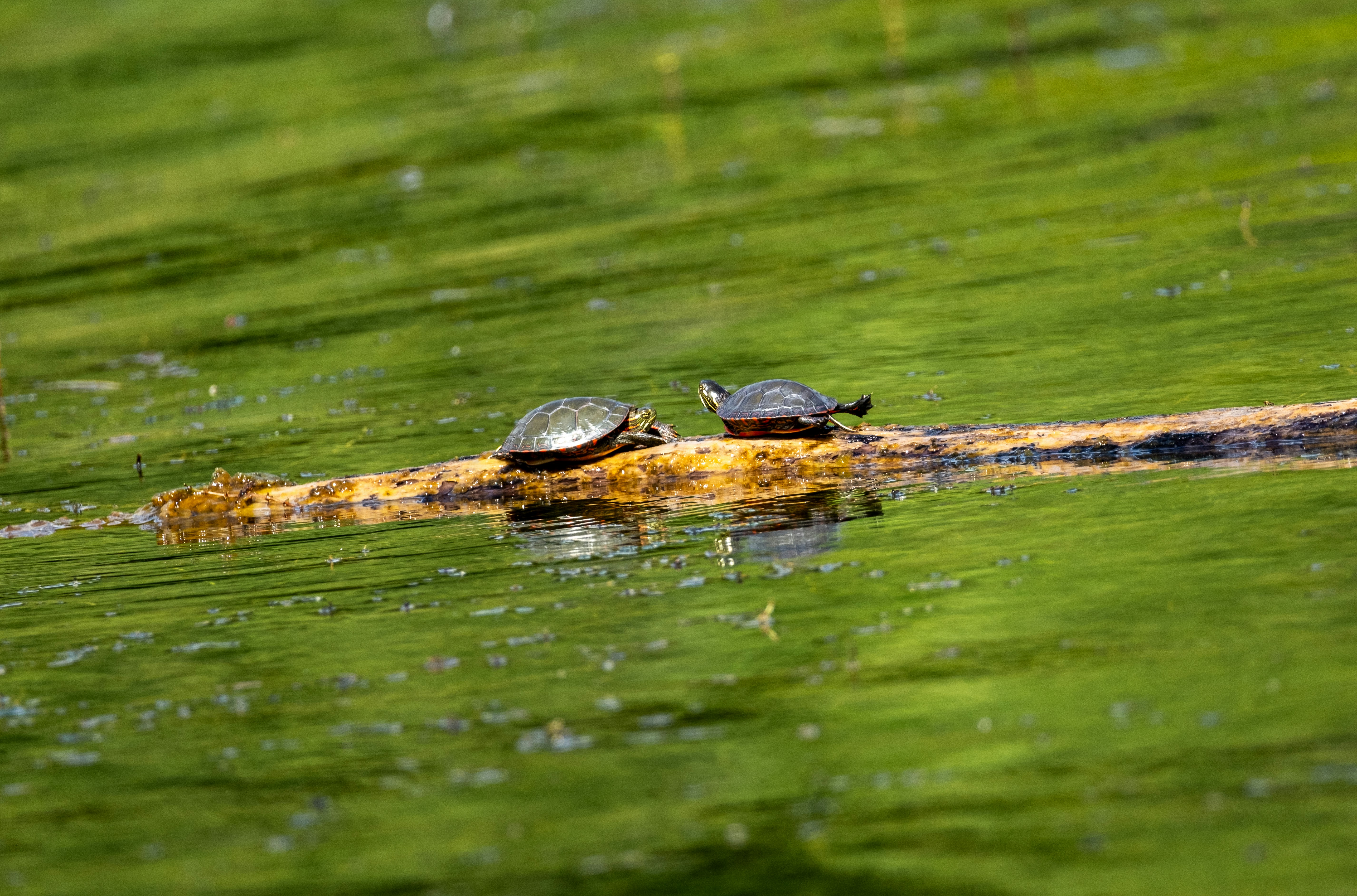 Photo by alexandredaoust