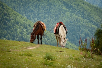 A couple of horses standing on top of a lush green hillside