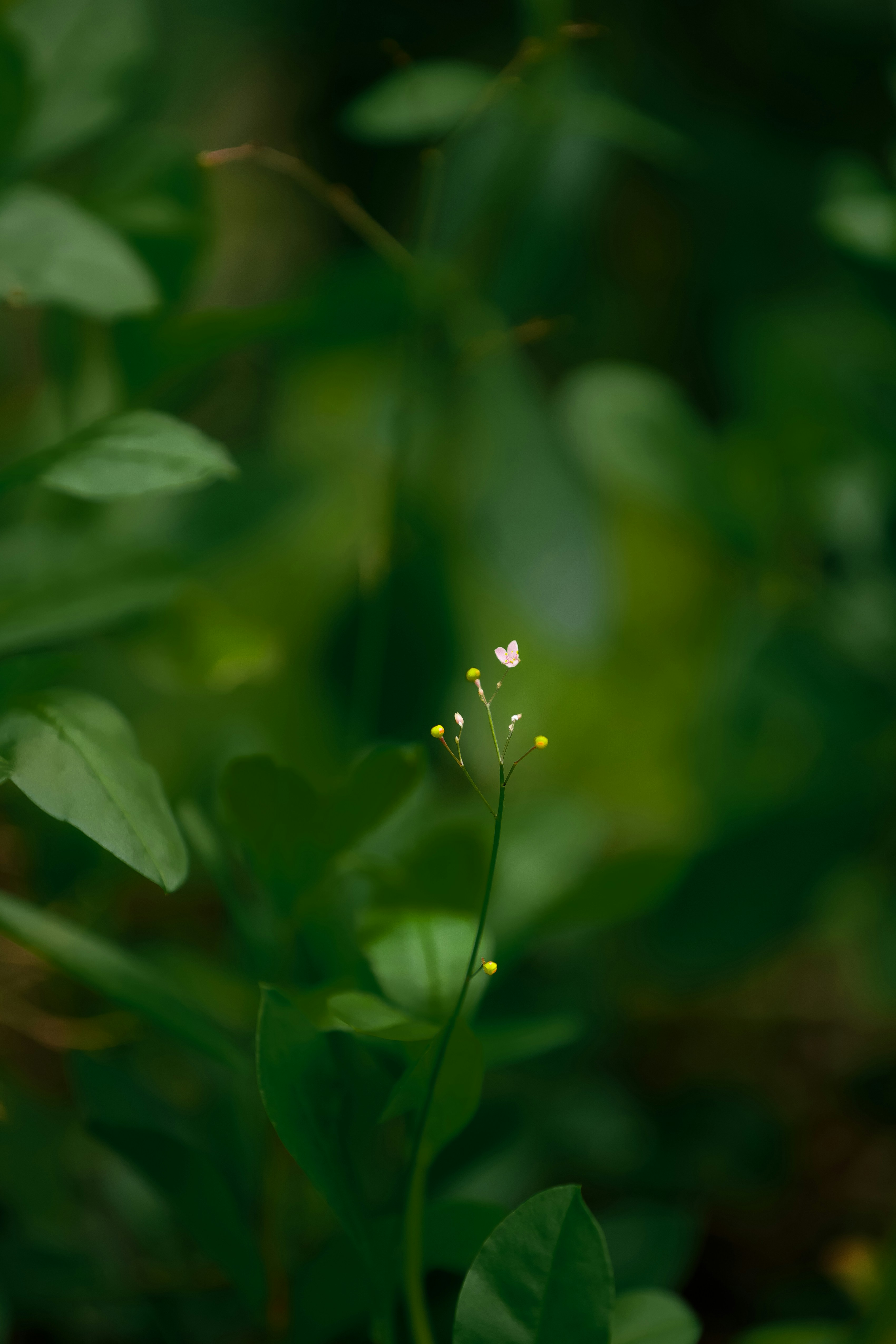 A close up of a plant with a blurry background