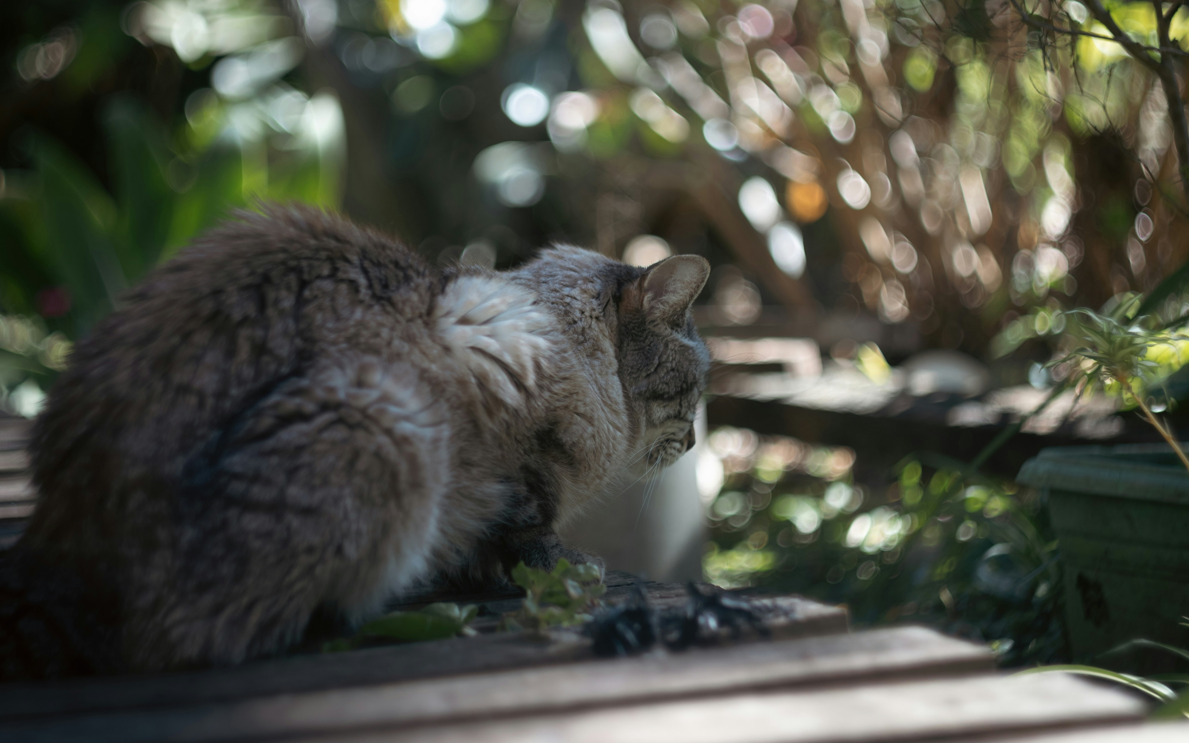 Seekor kucing duduk di bangku kayu di taman